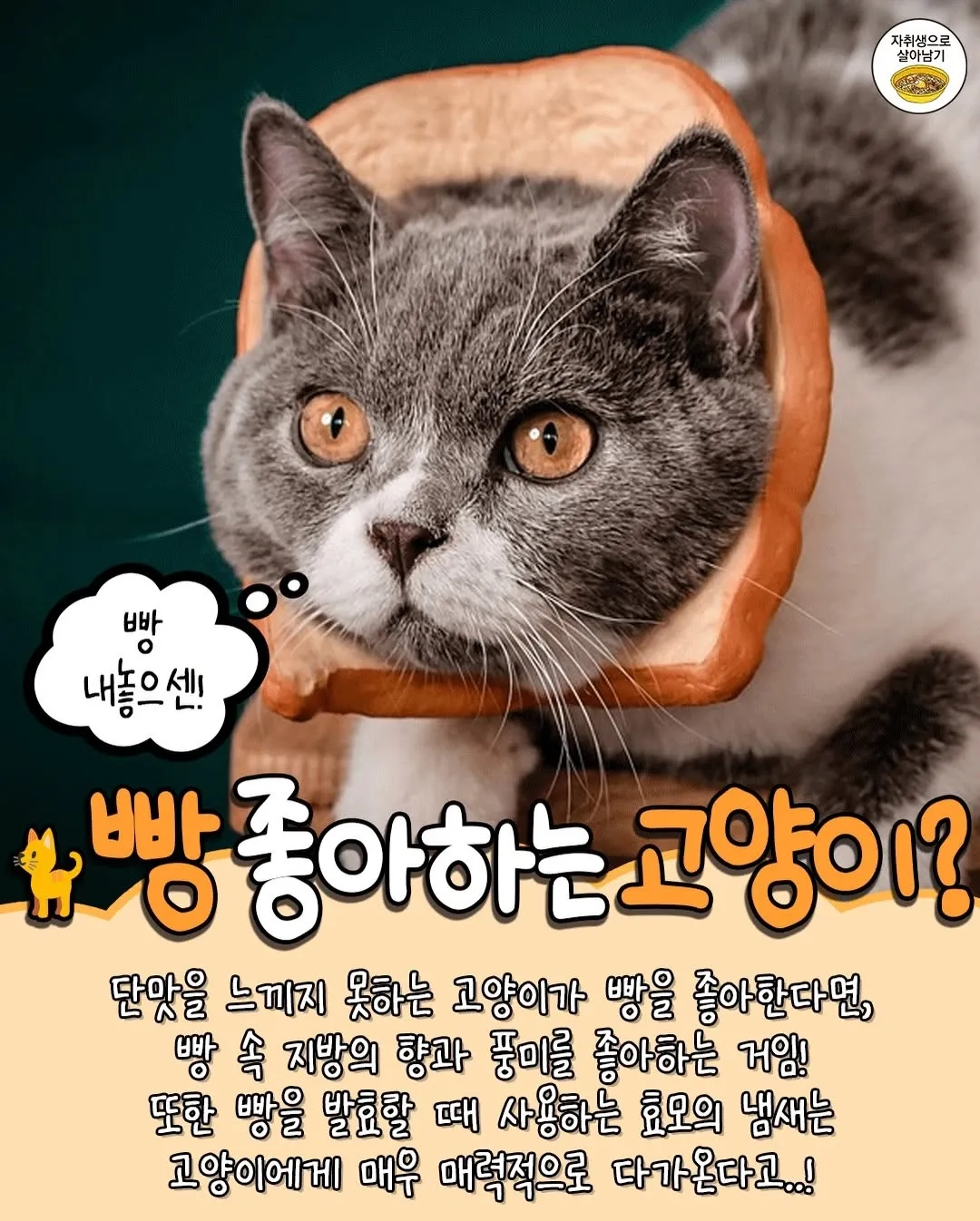 고양이 TMI8