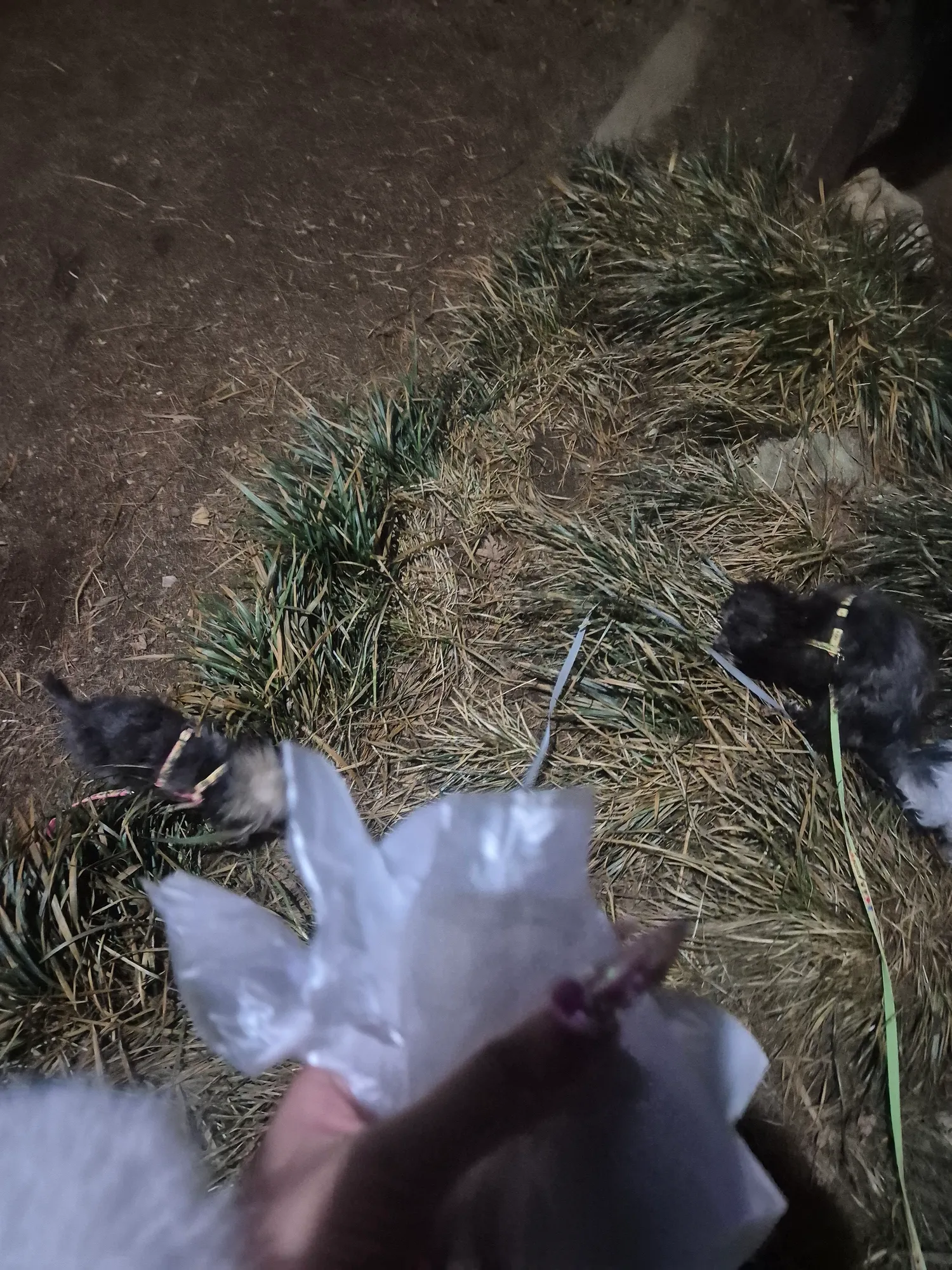 산책 개꿀 놀이터삼남매꼬3