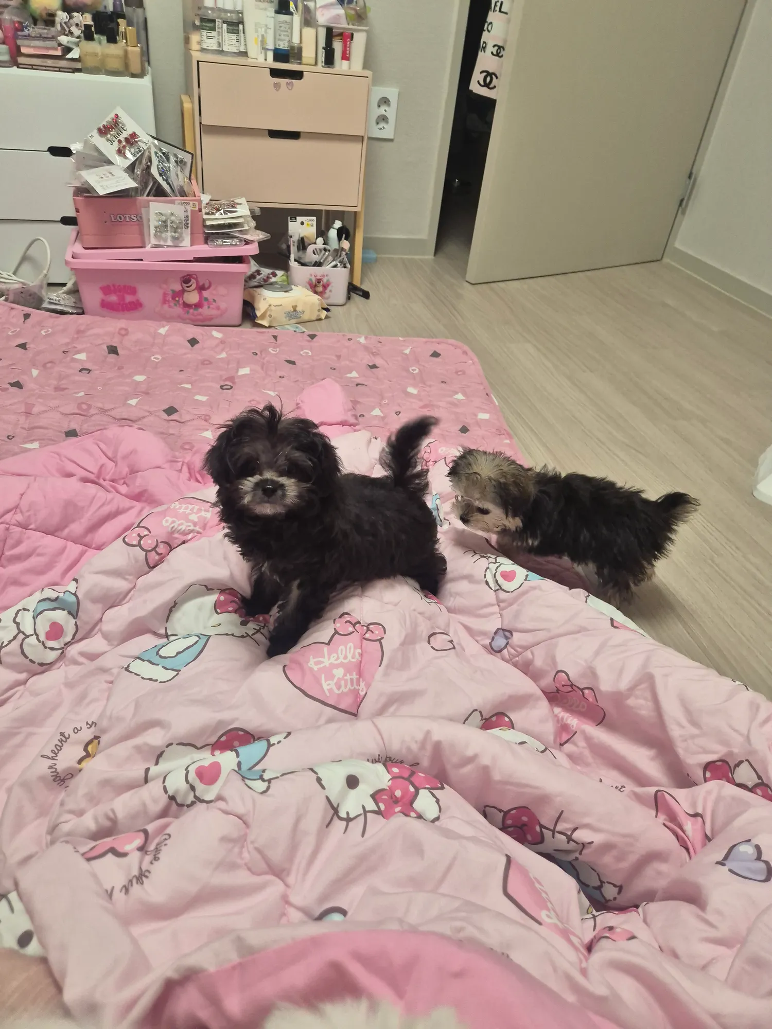 벌써두달전 동금이우리집처음온날6