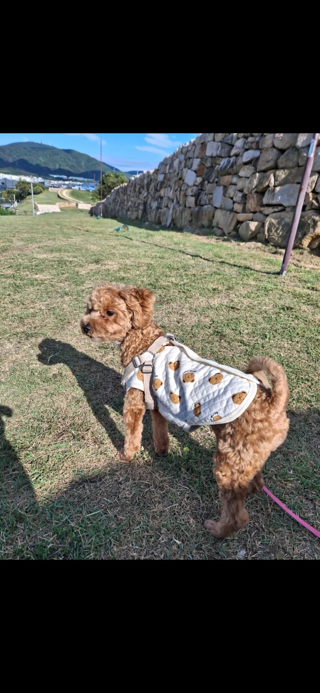 울산금동이데려오고싶어도 동금흰검 깨물까봐..2