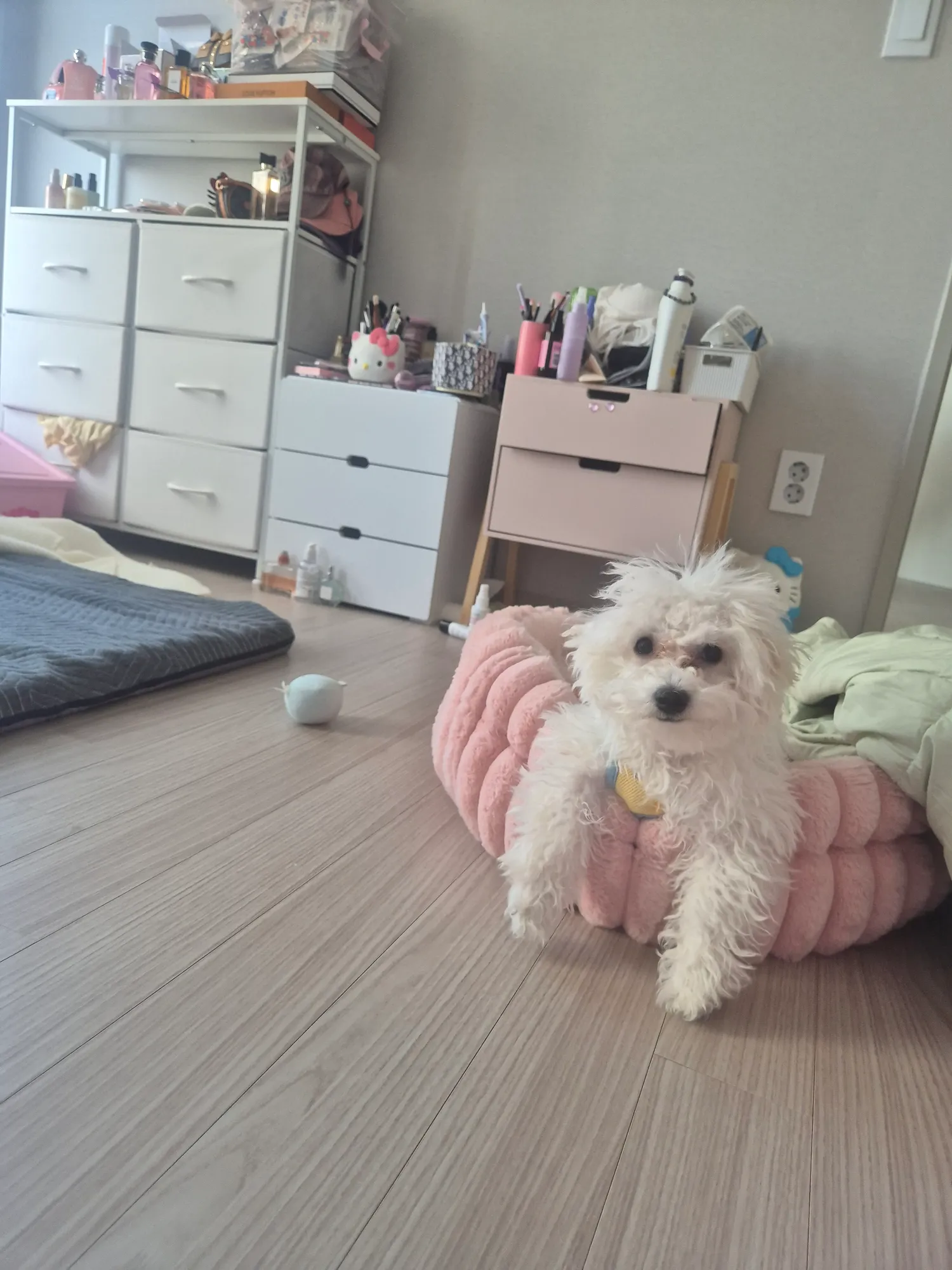 우리집 어깨행님