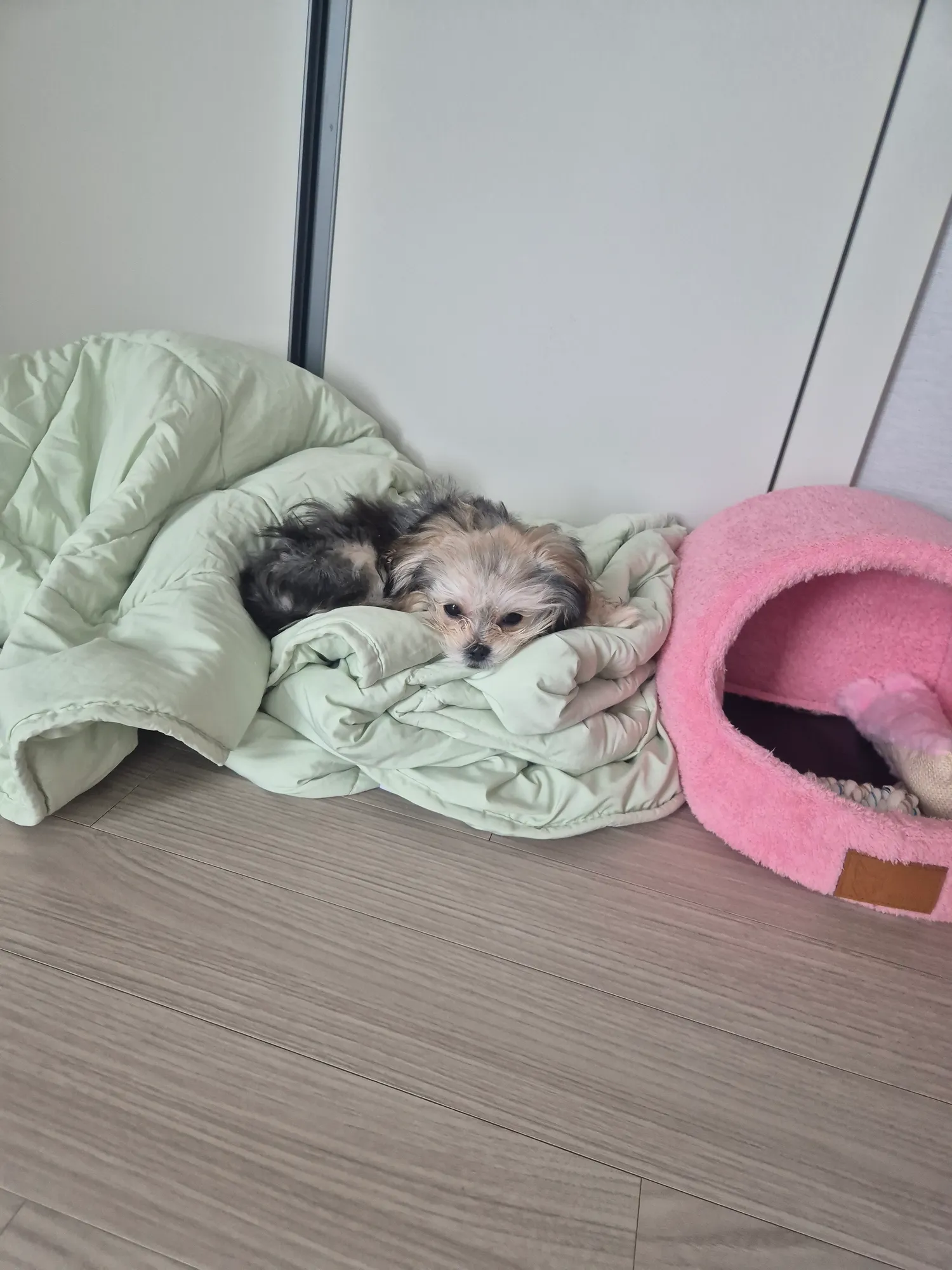 산책아까햇는데 애들이 왤케 다힘이없지4