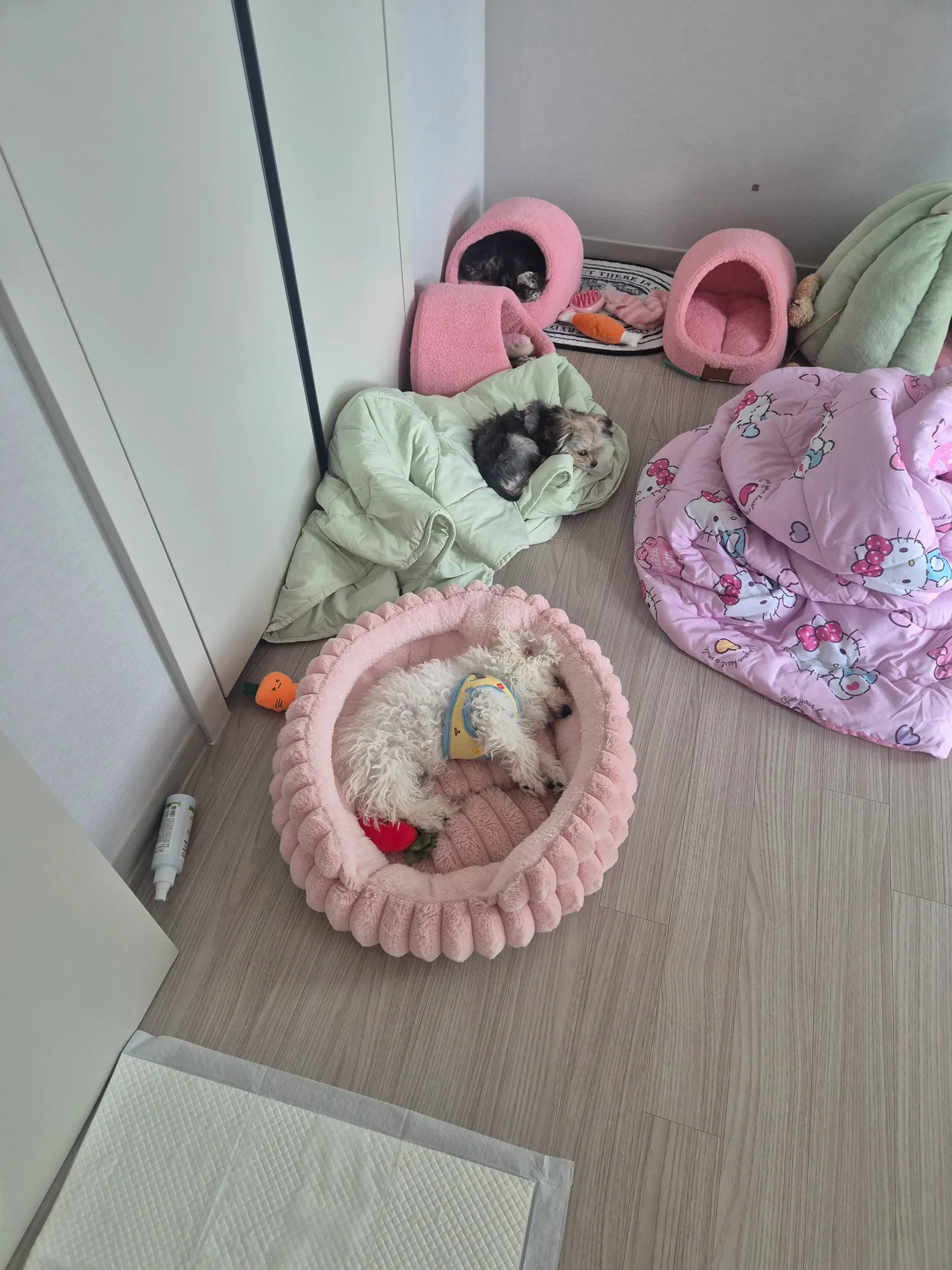 산책아까햇는데 애들이 왤케 다힘이없지5