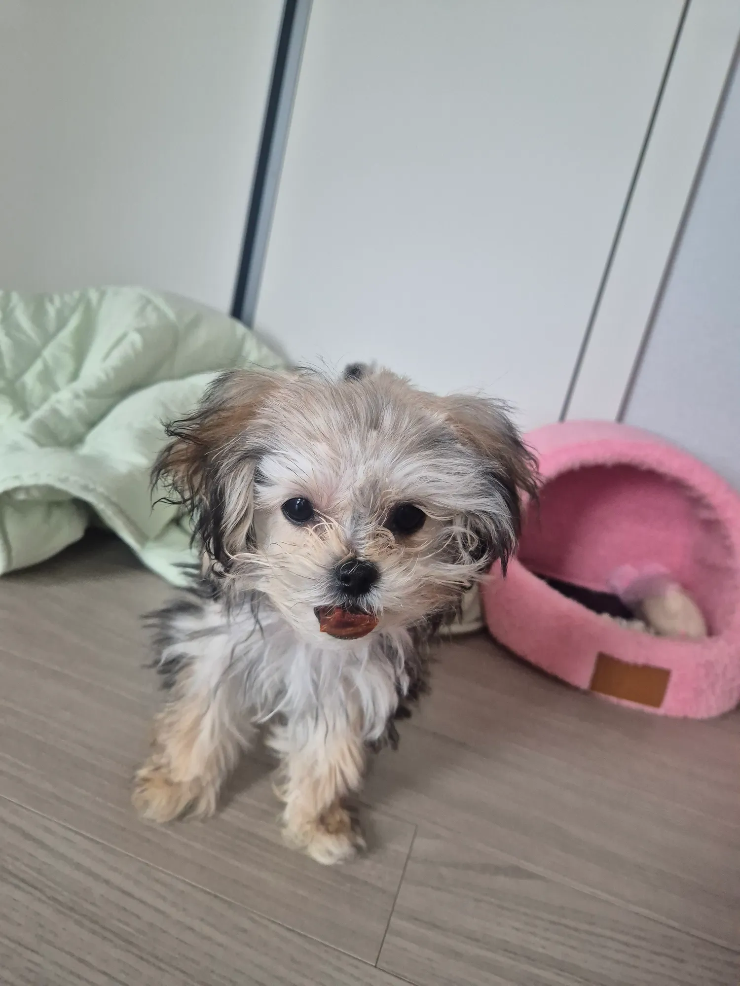산책아까햇는데 애들이 왤케 다힘이없지 댓글 2
