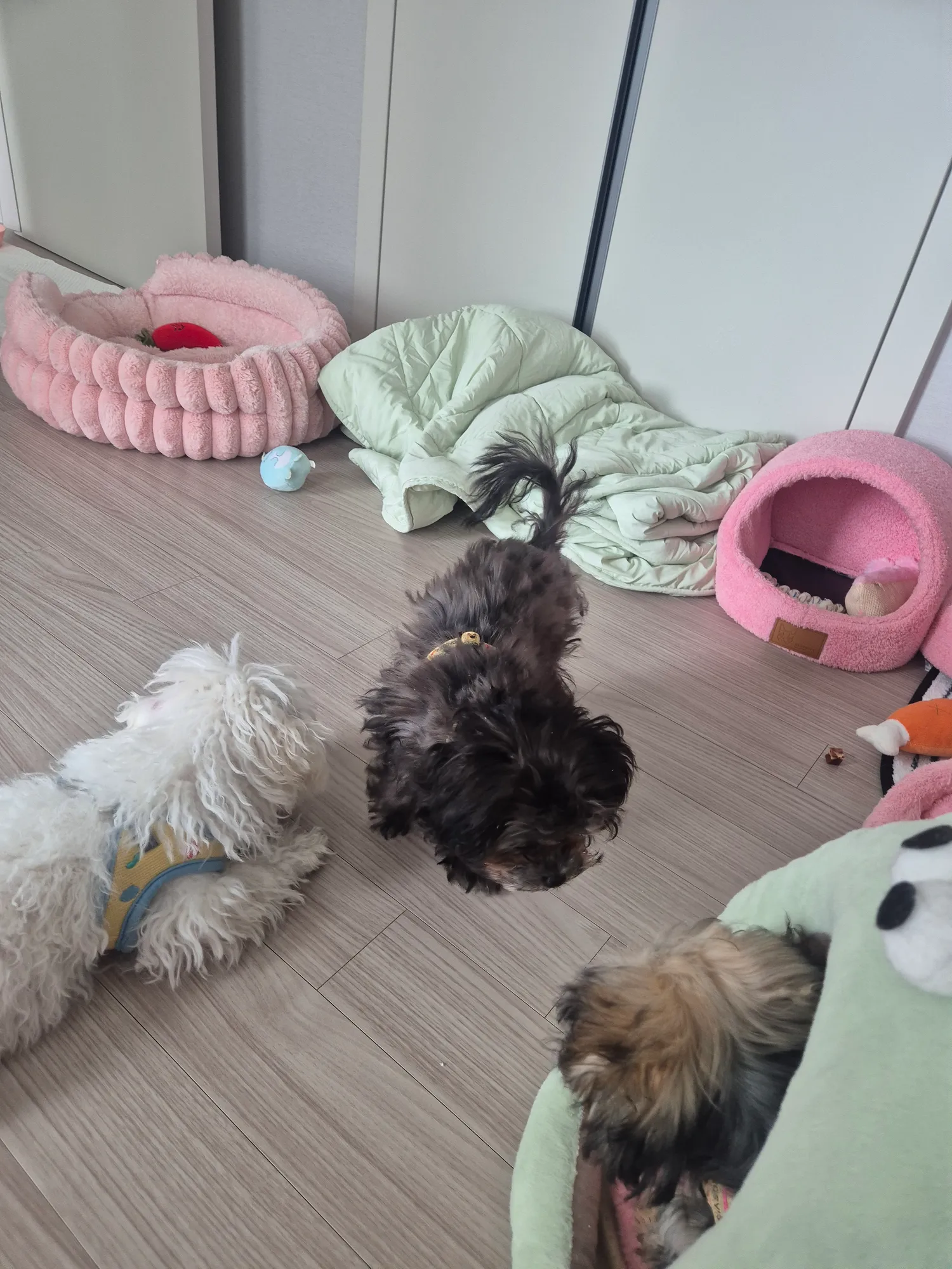 산책아까햇는데 애들이 왤케 다힘이없지 댓글 5