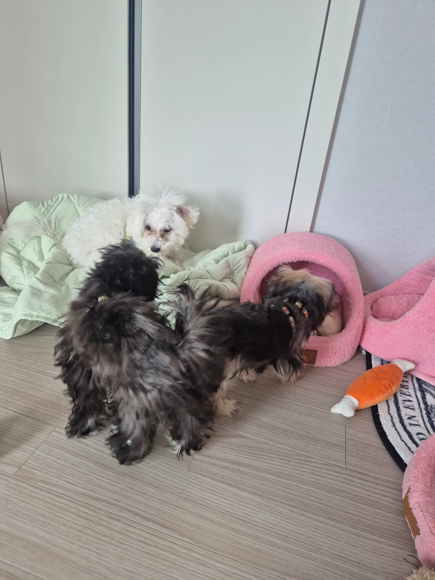 산책아까햇는데 애들이 왤케 다힘이없지 댓글 7