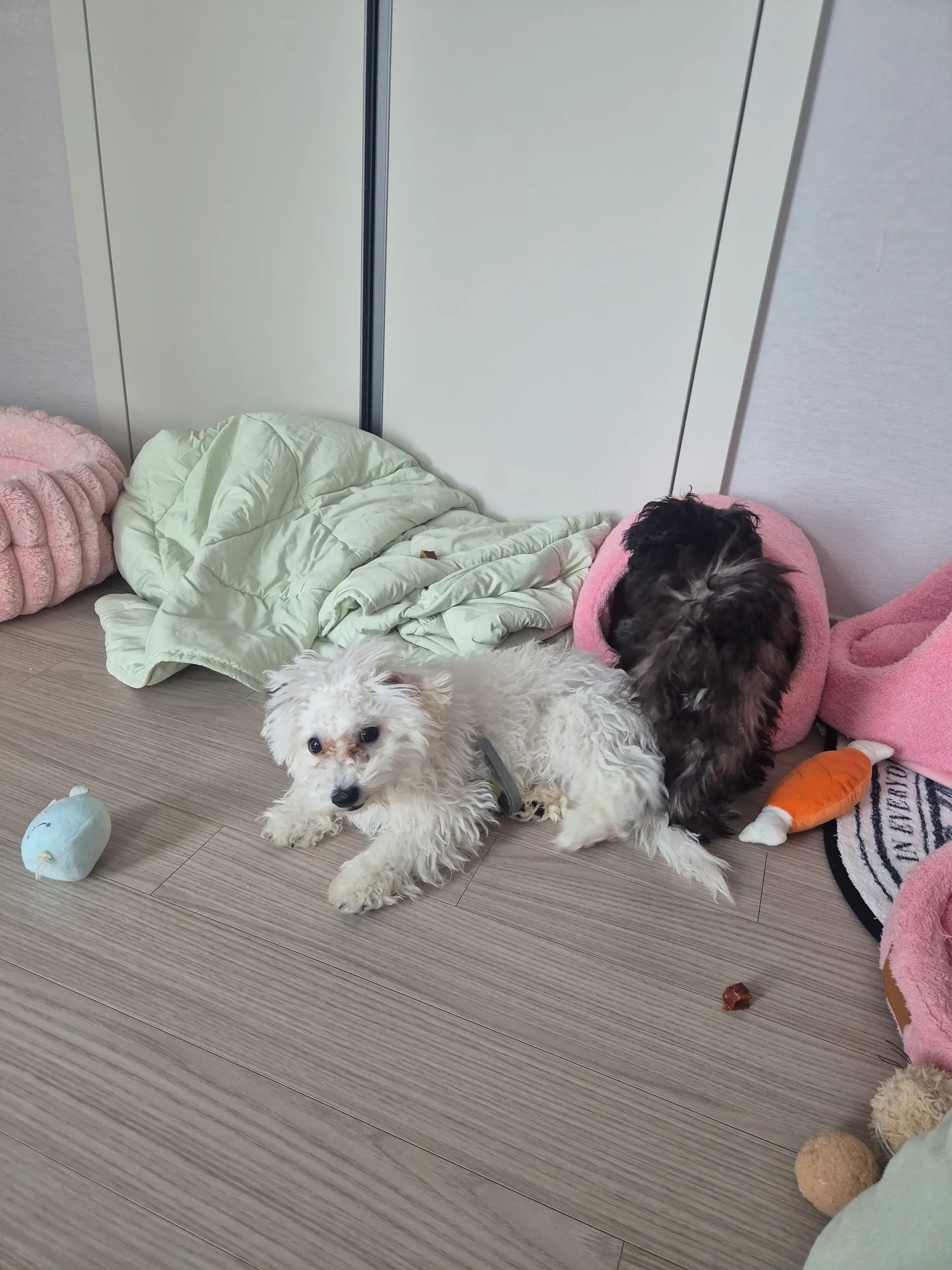 산책아까햇는데 애들이 왤케 다힘이없지 댓글 8