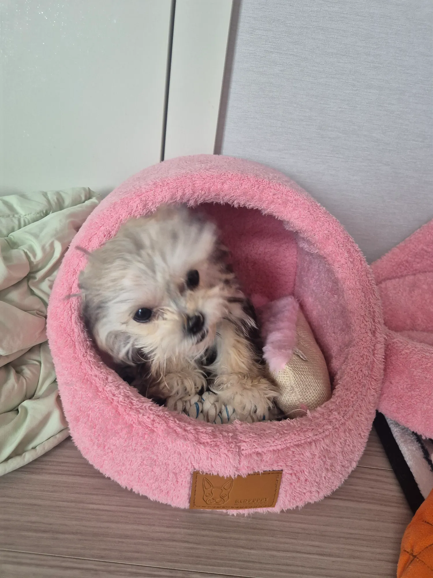 산책아까햇는데 애들이 왤케 다힘이없지 댓글 10
