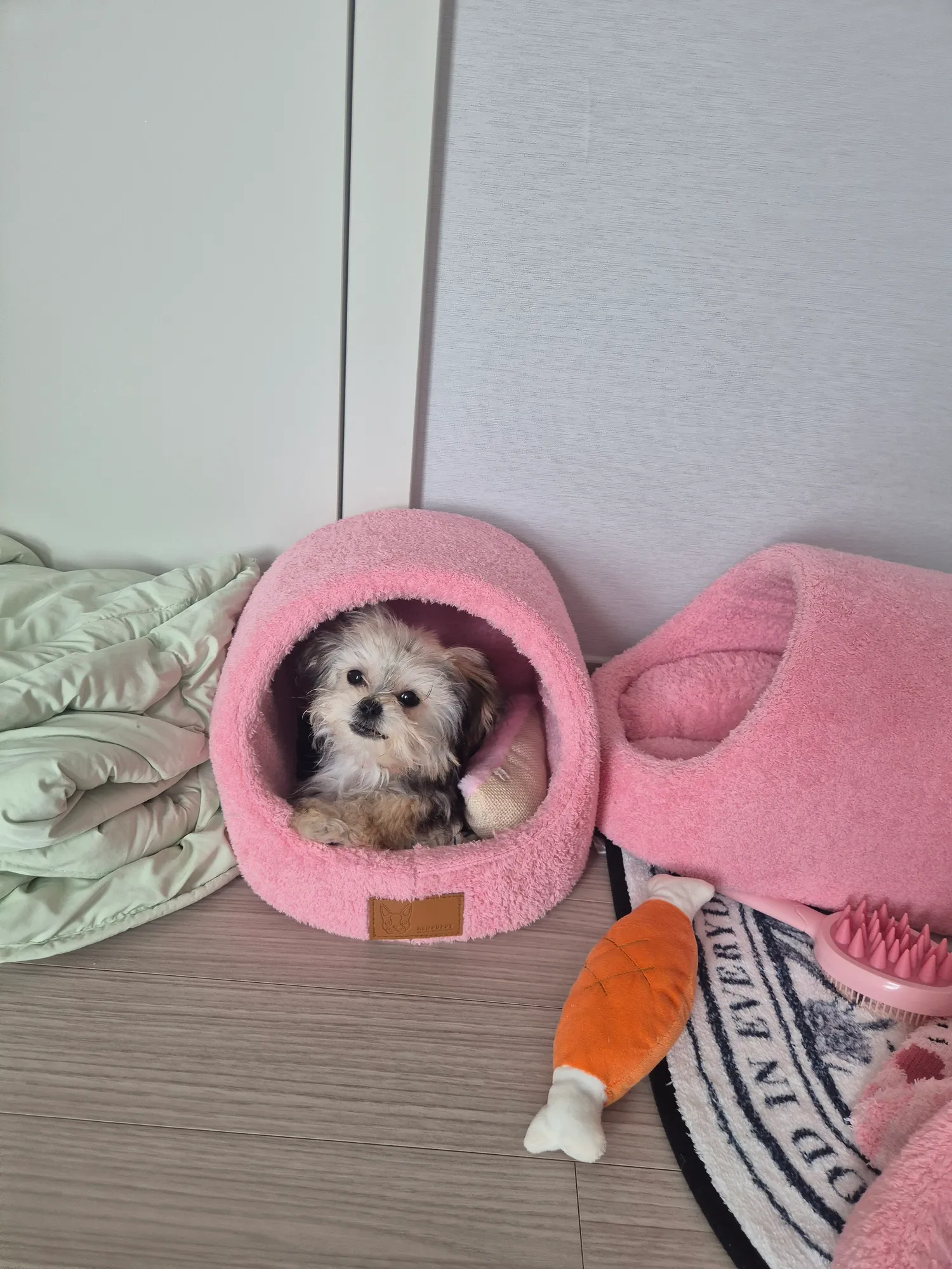 산책아까햇는데 애들이 왤케 다힘이없지 댓글 11