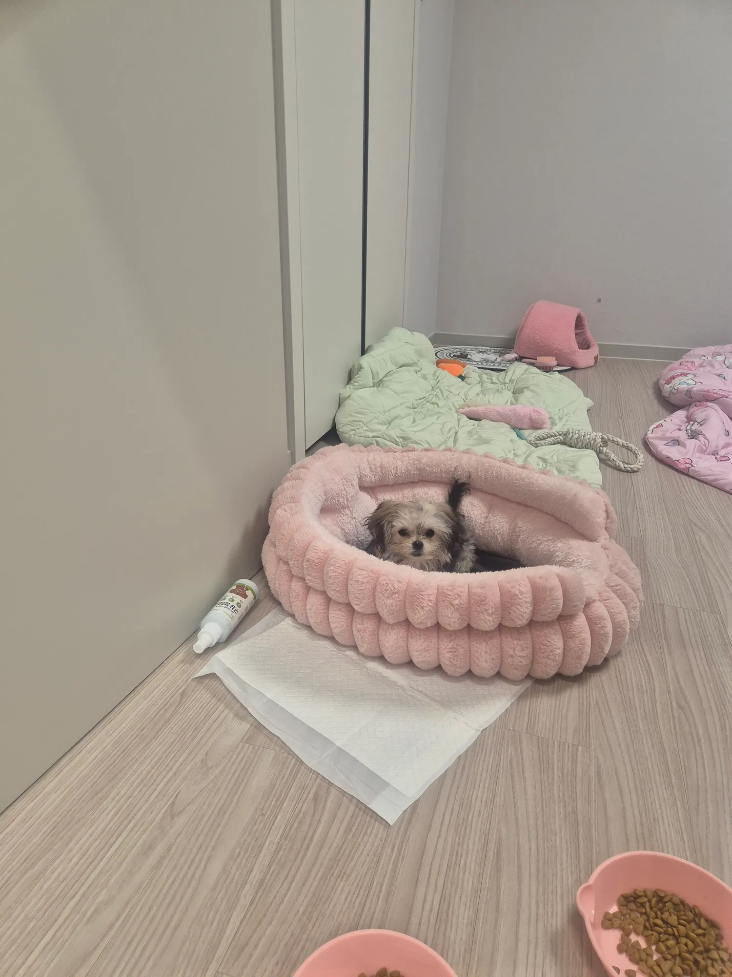 산책시켜놓으면 뻗네요 댓글