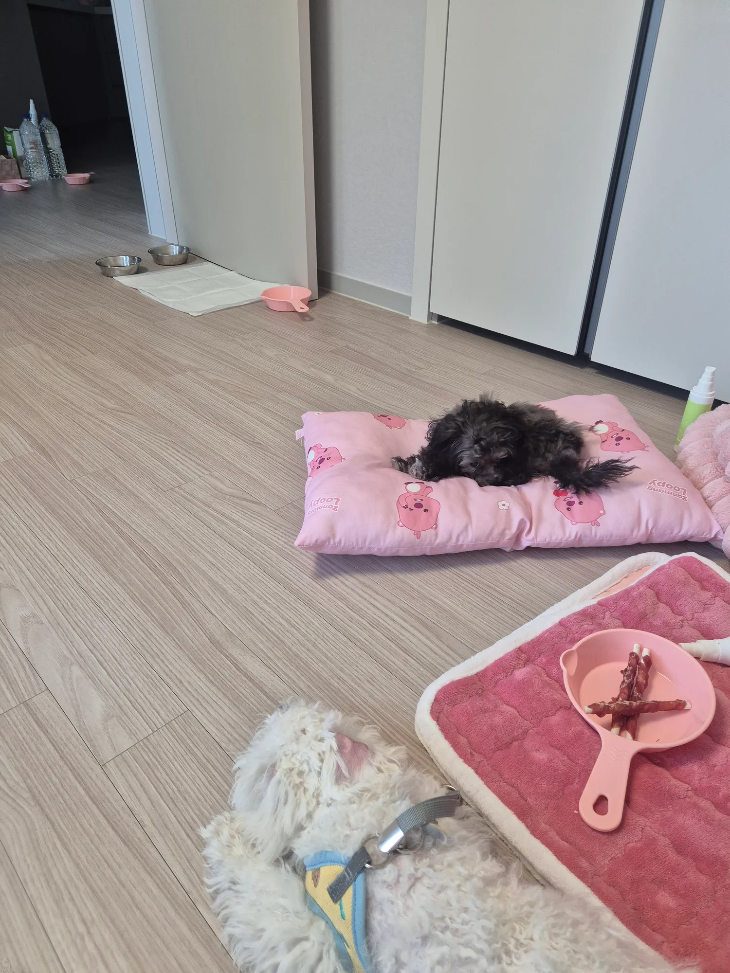 우리 동금흰동검동 걱정안혀도된다
