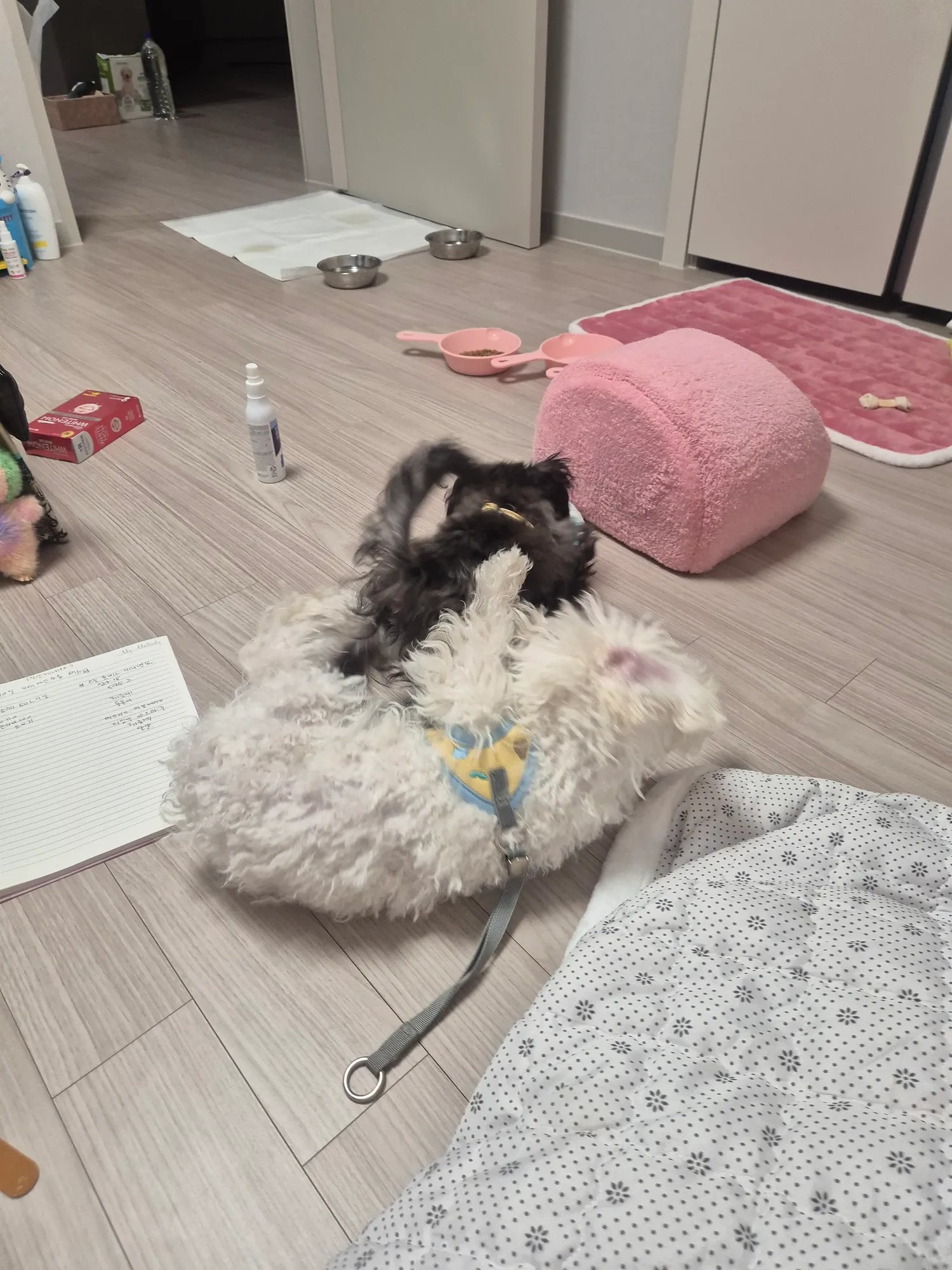 비숑은 왜이리 바보같이순해?