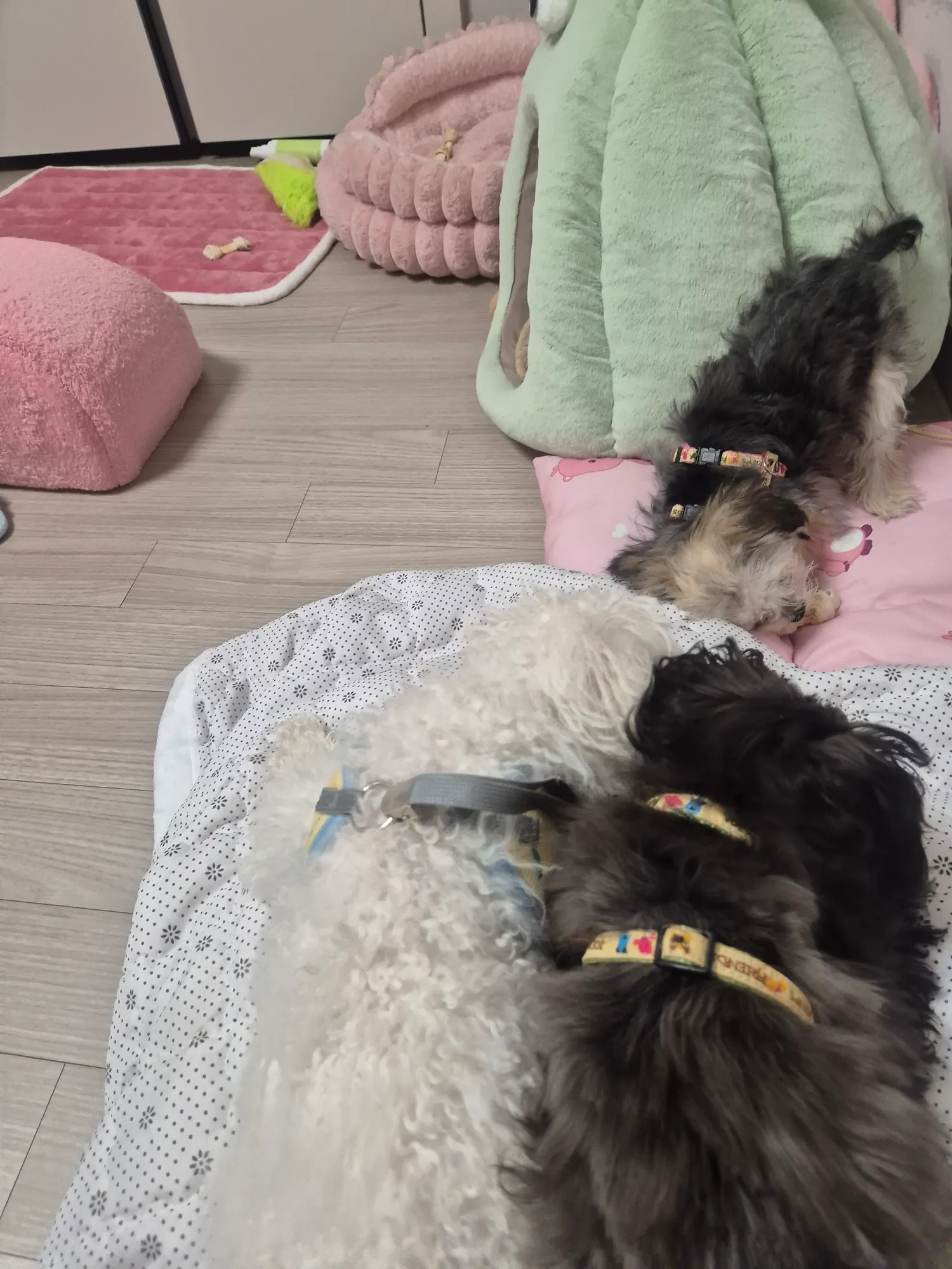 비숑은 왜이리 바보같이순해?2