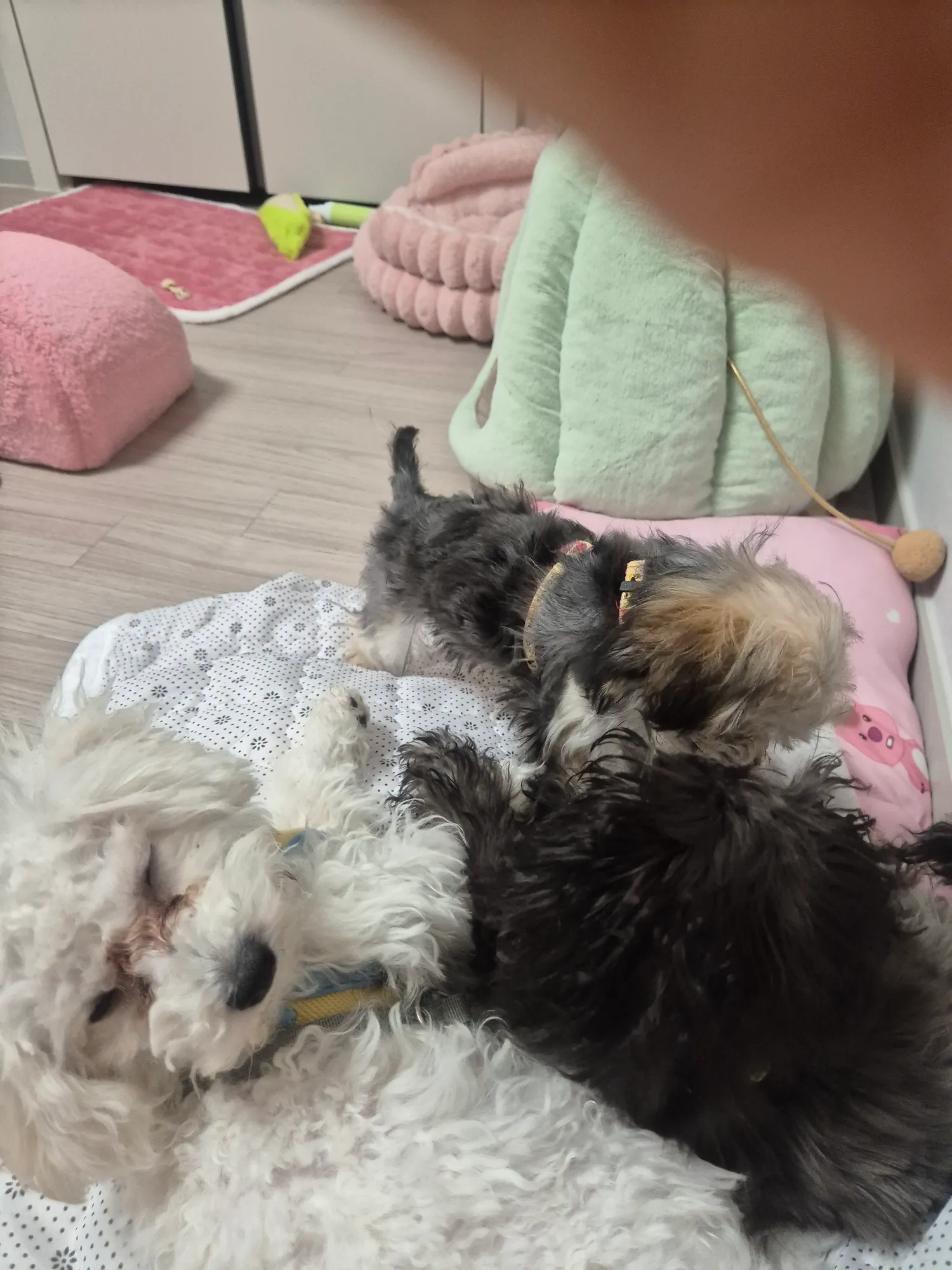 비숑은 왜이리 바보같이순해? 댓글 2