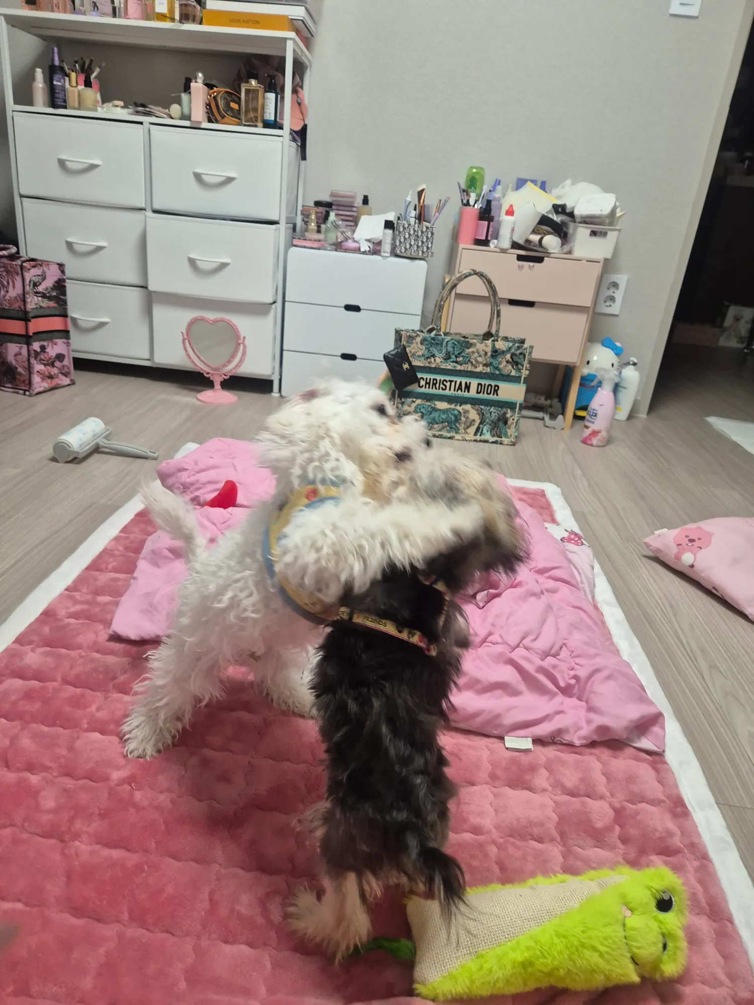 아 동금이년 성격 못되서 존나웃기네 ㅋㅋ2