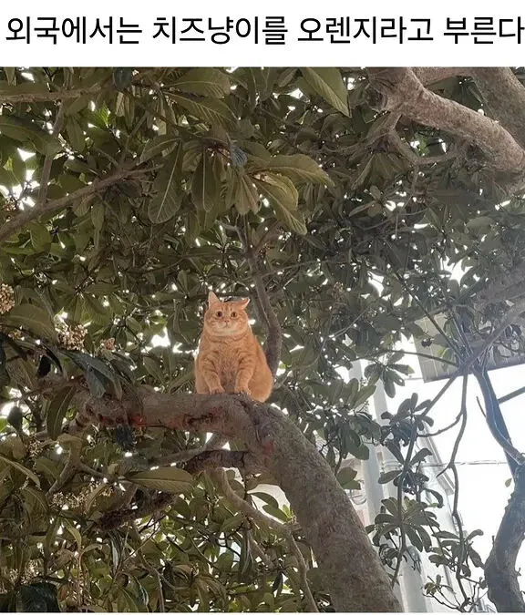 뚱렌지
