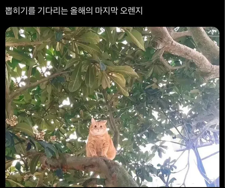 뚱렌지2