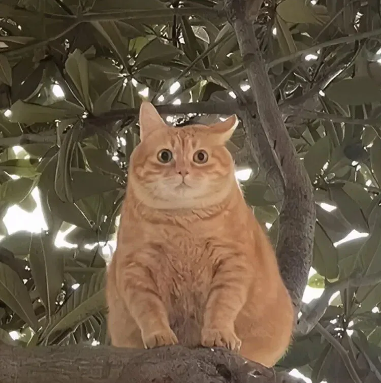 뚱렌지5