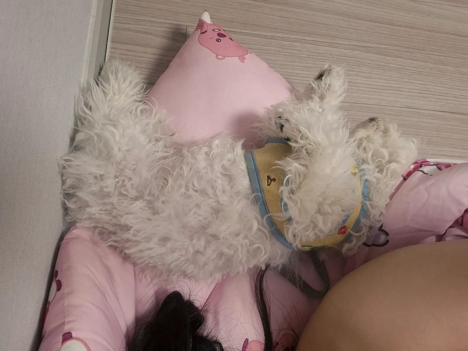이자식들은 집놔두고 왜좁아터지게 내옆에ㅠㅠ2
