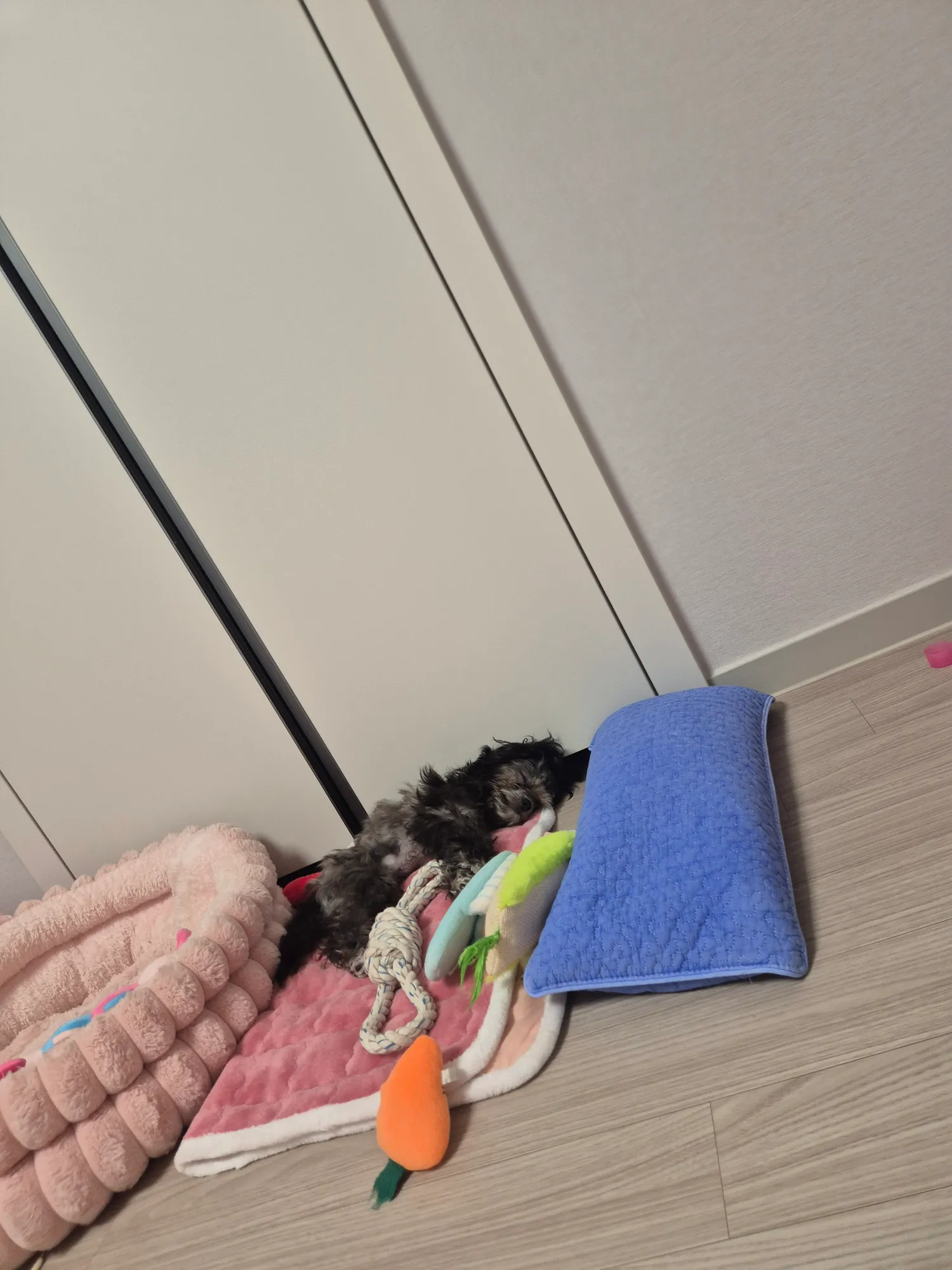 이자식들은 집놔두고 왜좁아터지게 내옆에ㅠㅠ3