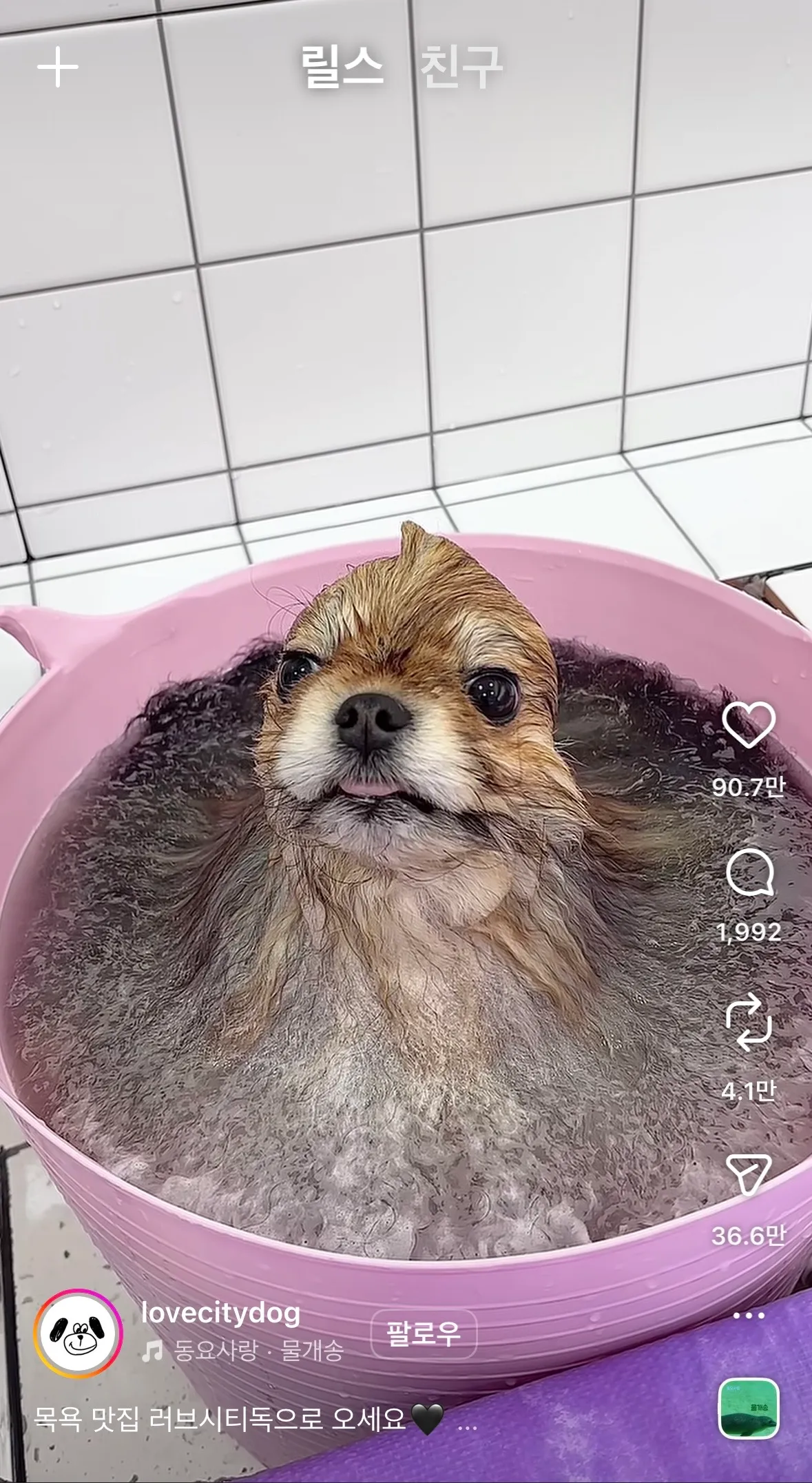 동금이닮았당