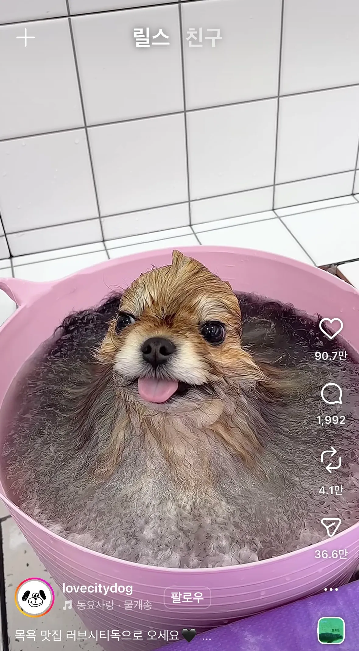 동금이닮았당3