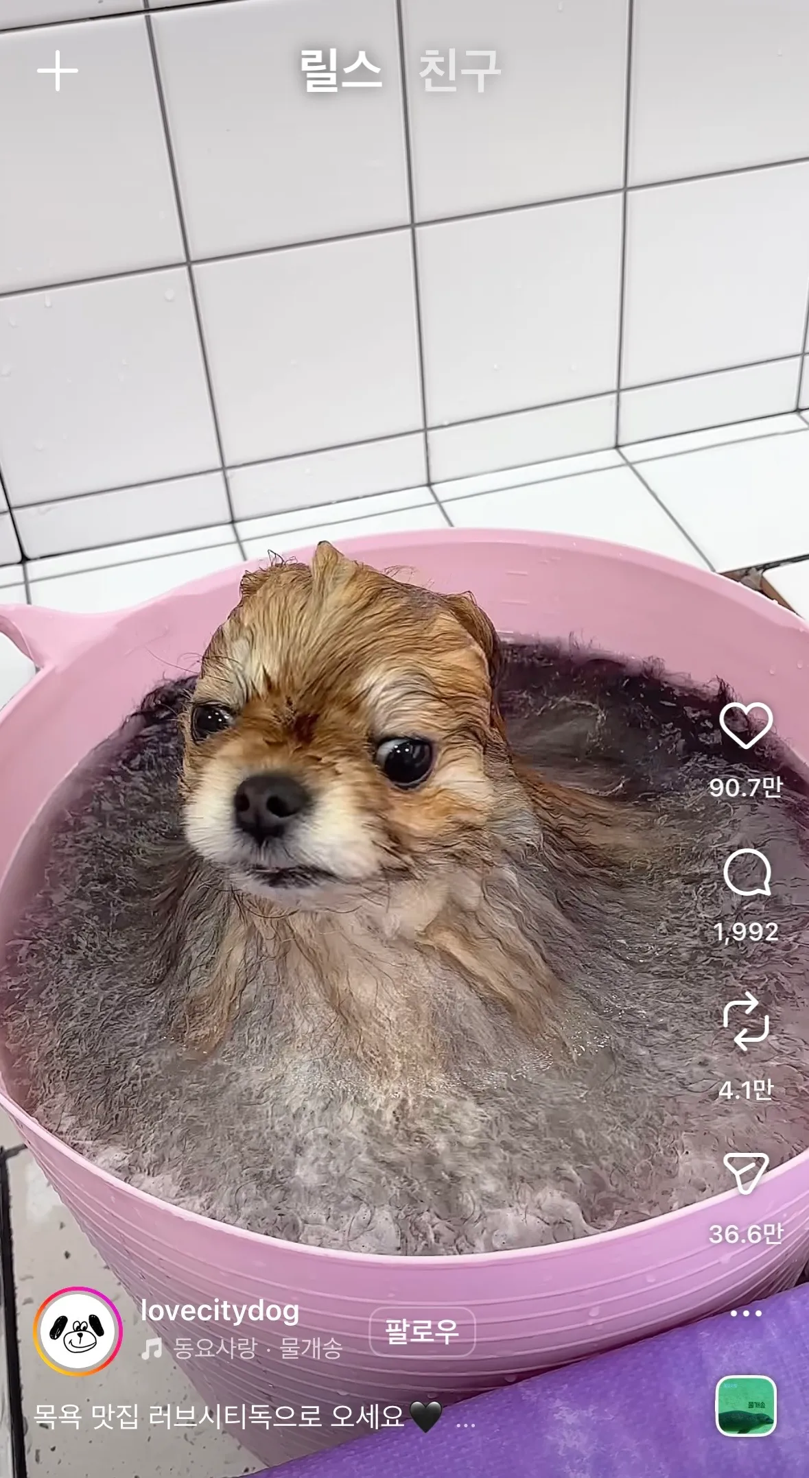 동금이닮았당4