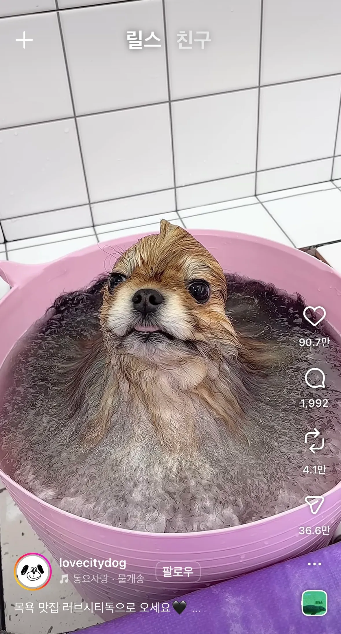 동금이닮았당6