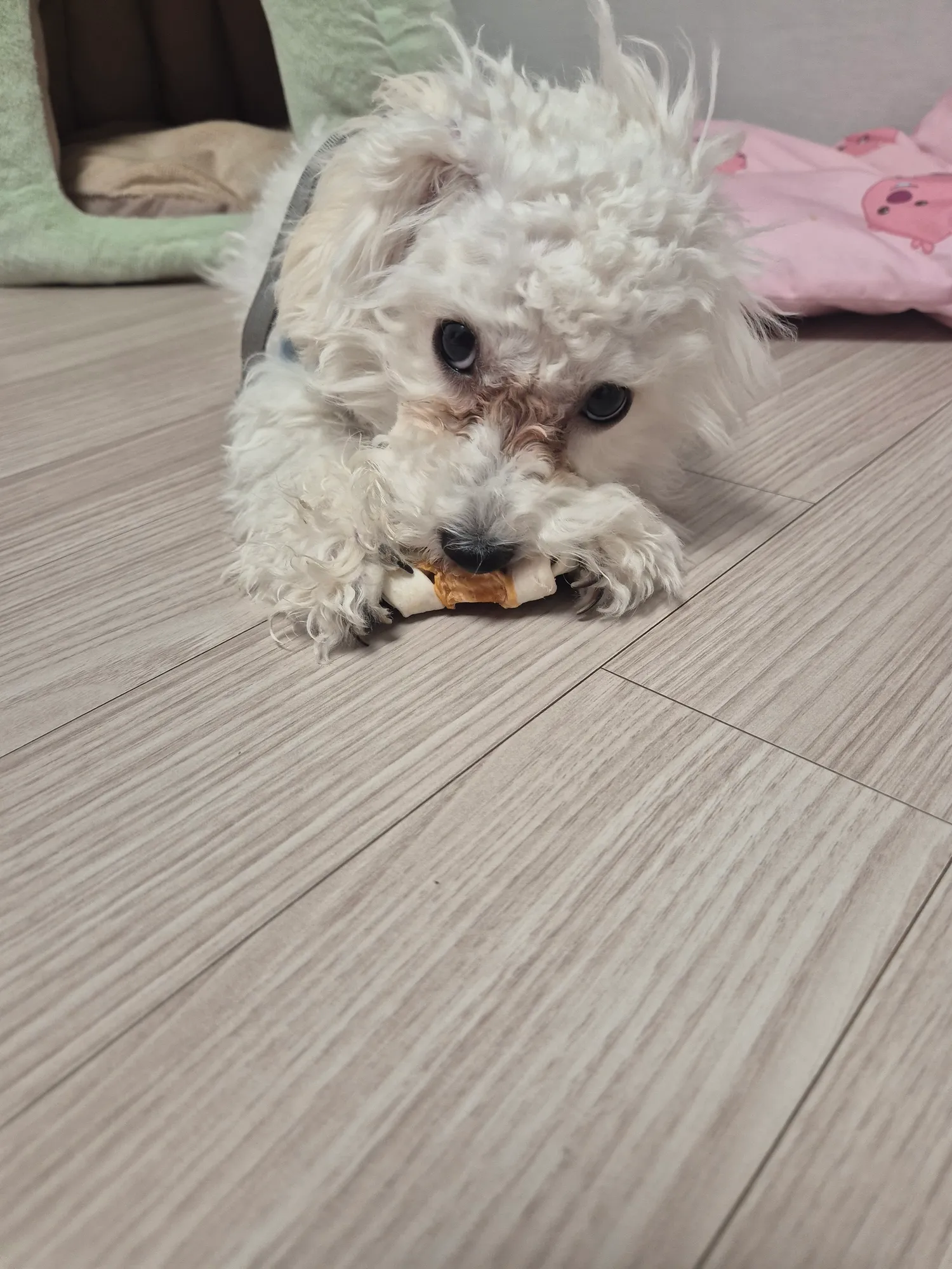우리 흰동이는 식욕이 언제멈출까..2
