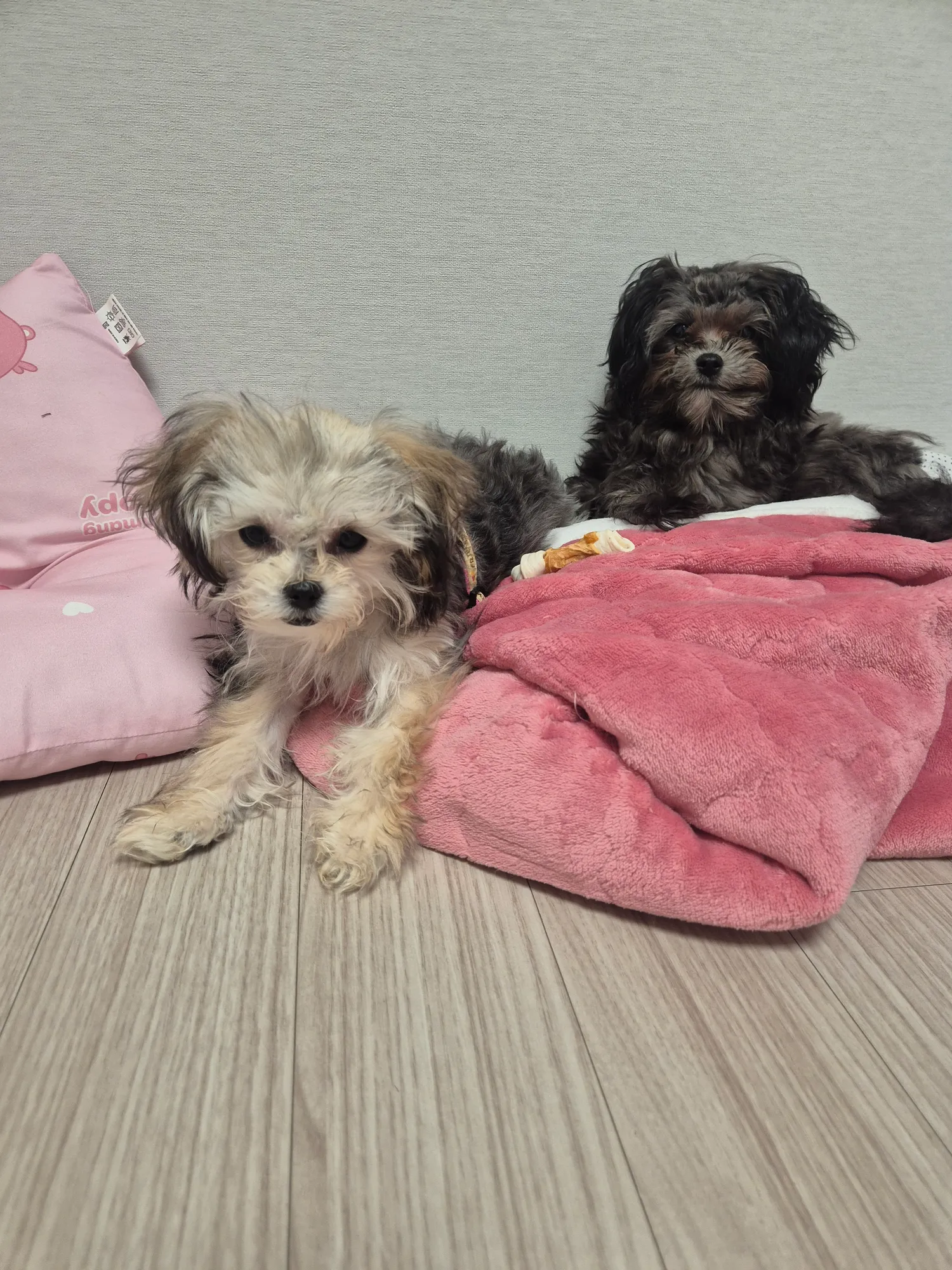 우리 흰동이는 식욕이 언제멈출까..3