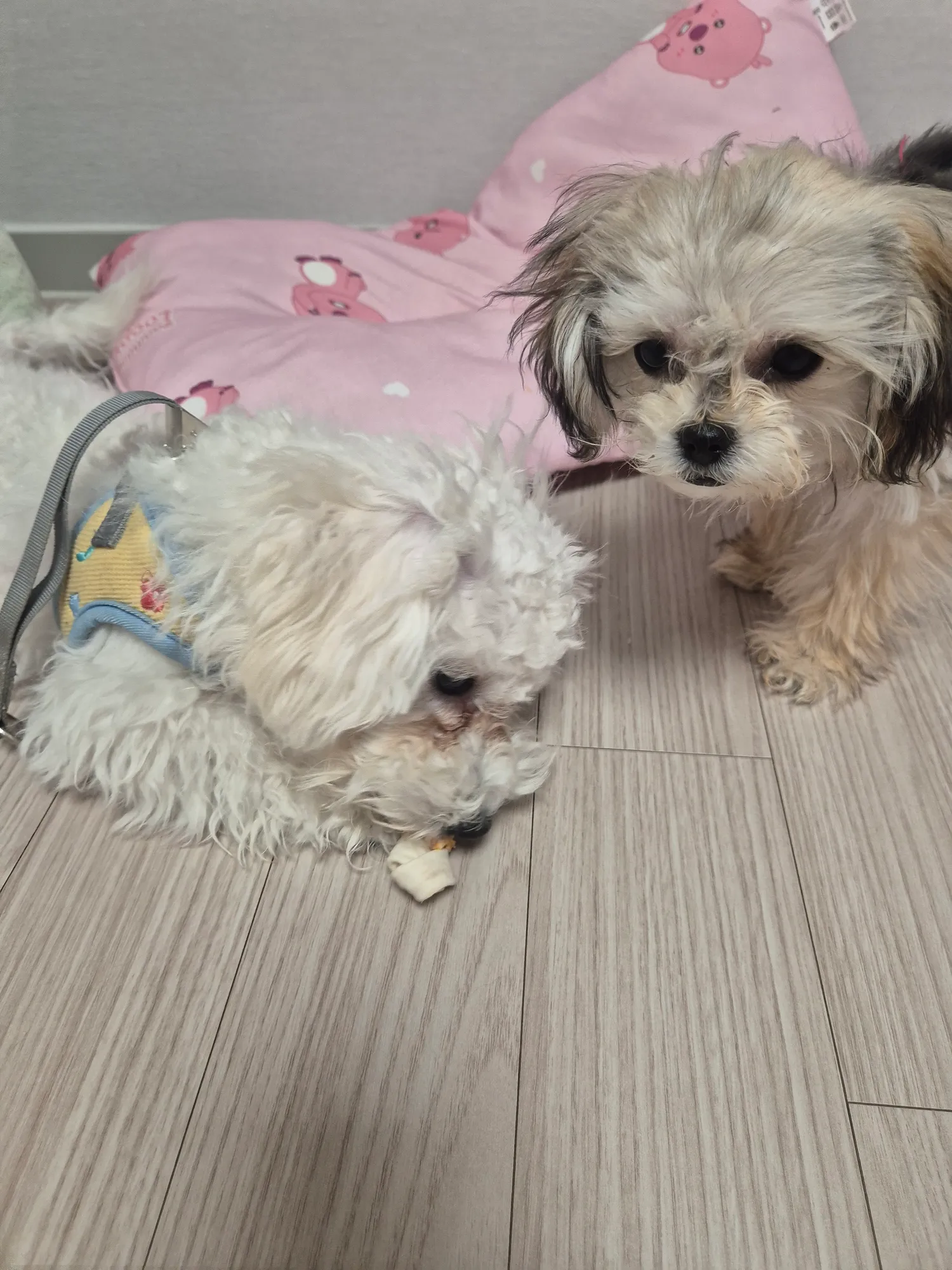 우리 흰동이는 식욕이 언제멈출까.. 댓글