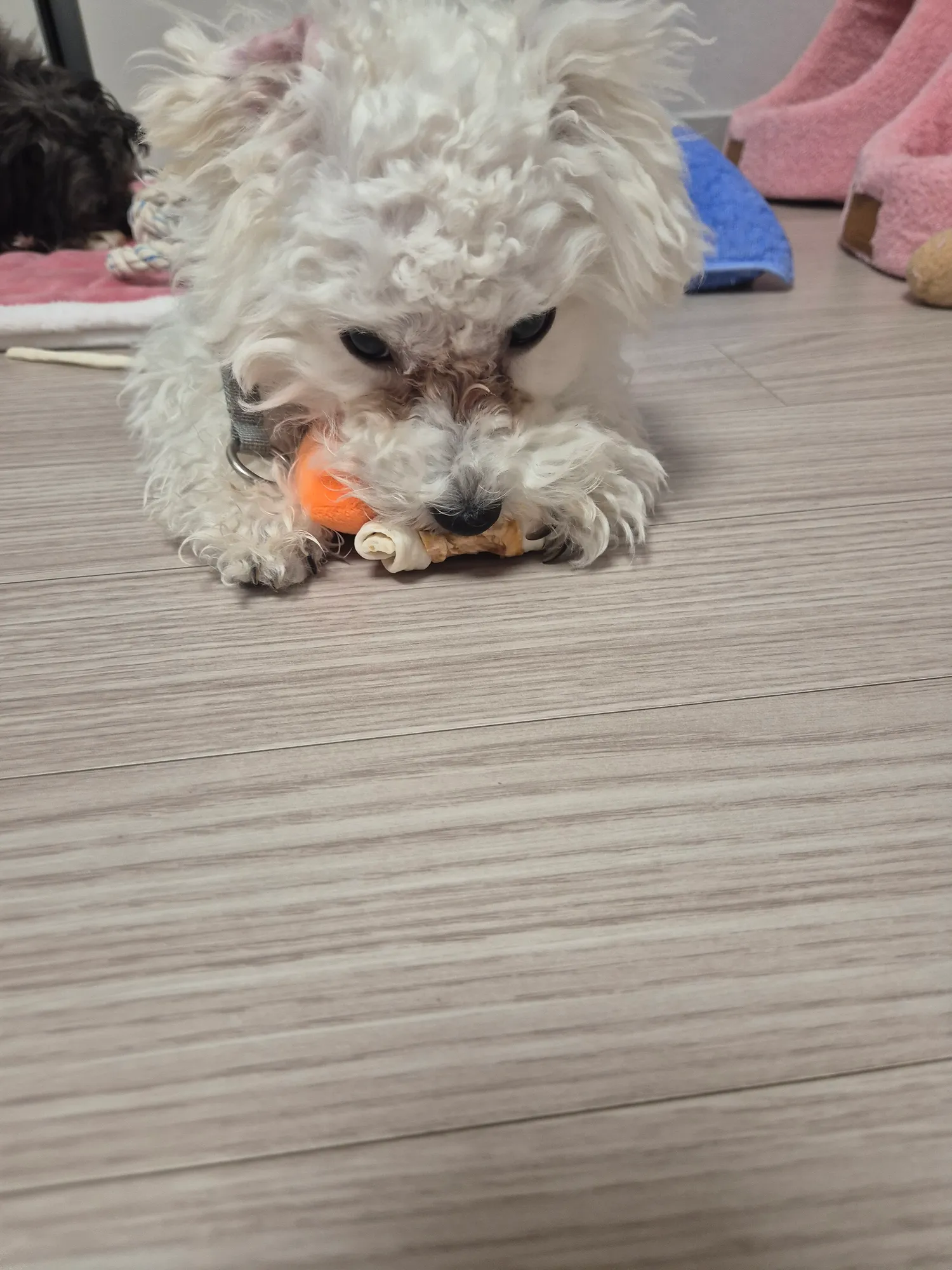 우리 흰동이는 식욕이 언제멈출까.. 댓글 2