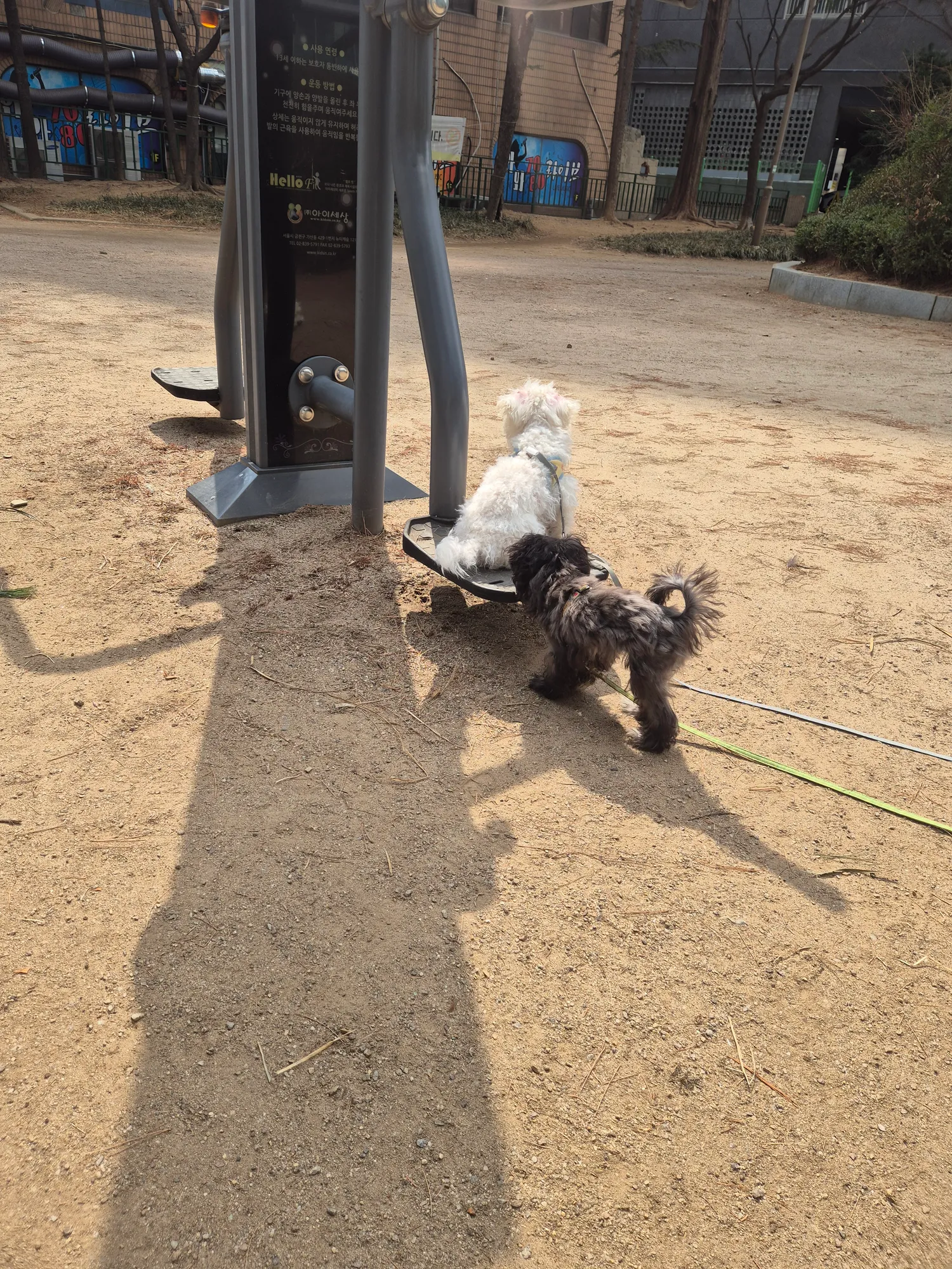 흰동이 동금이 산책만나오면 금쪽이됨