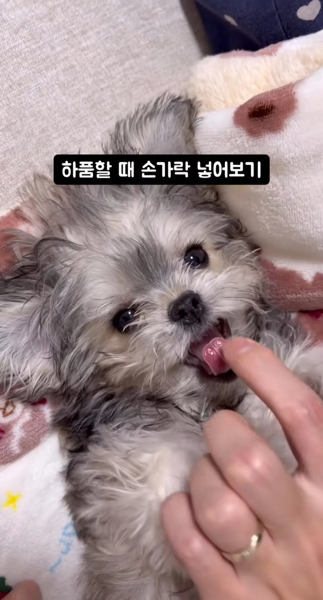 연주 언니