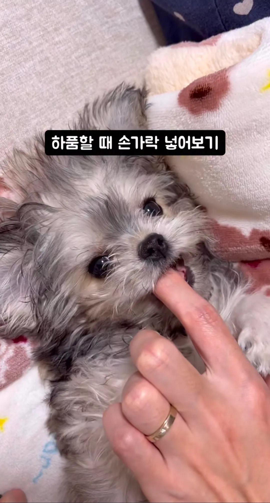 연주 언니2