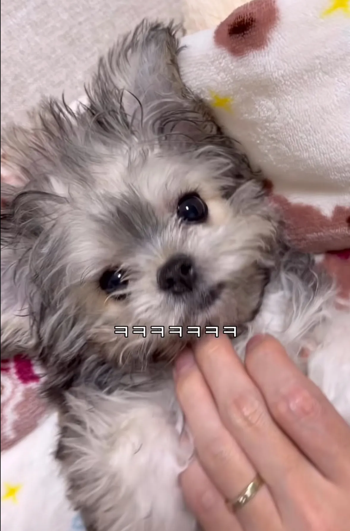 버블온냐 강쥐 닮았당