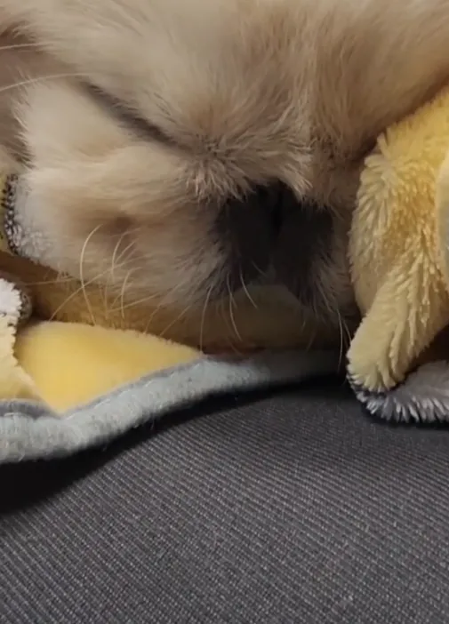 코눌린 개