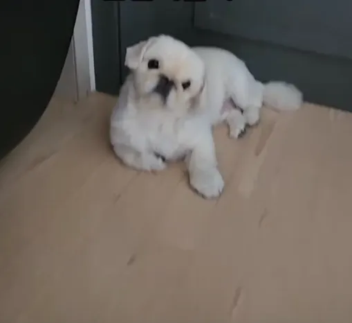 코눌린 개2