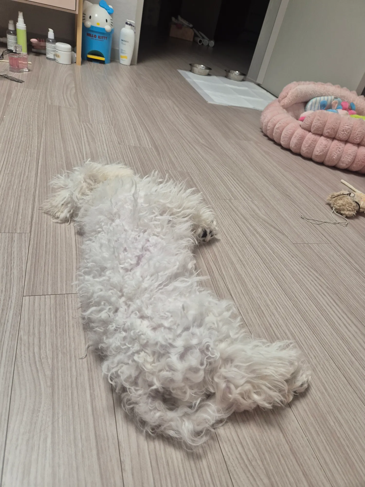 우리 동금이 품이 너무 따듯해서 눈물나온다 댓글 3