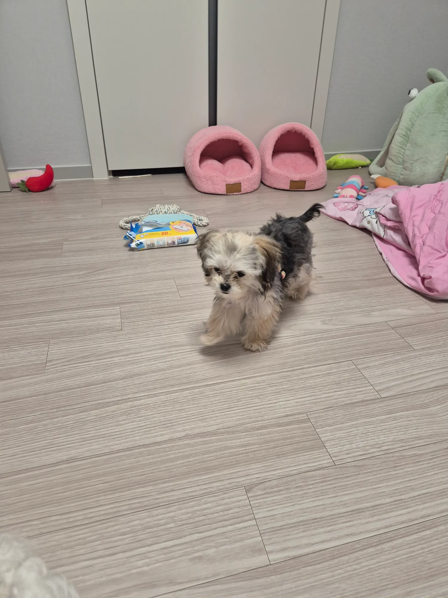 방에 똥싼거 누가범인일까요..?2