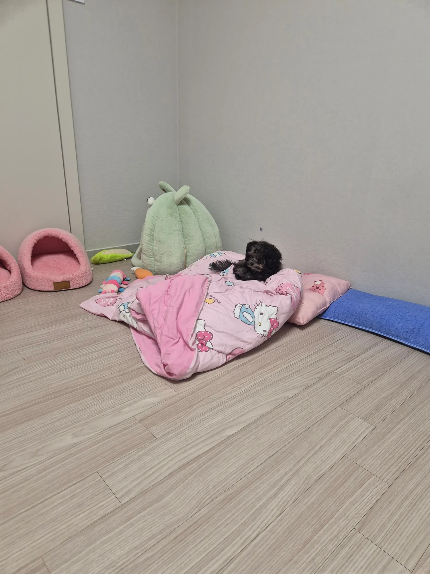 방에 똥싼거 누가범인일까요..?3