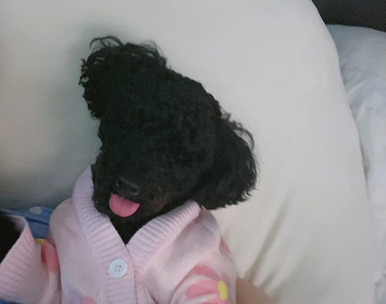 멍뭉이