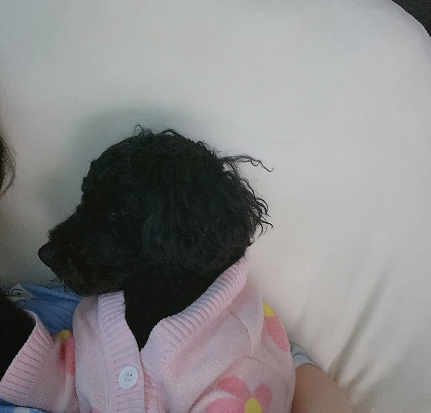 멍뭉이2
