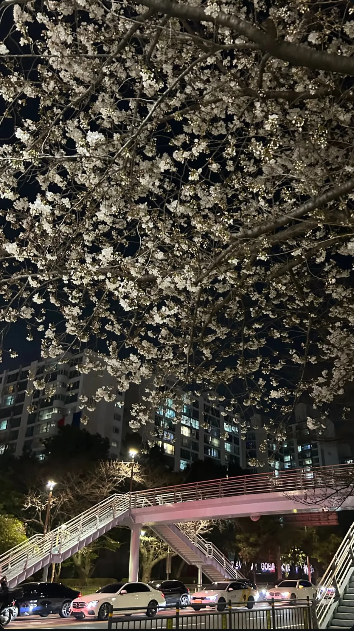 부산 오늘부터 벚꽃피기 시작햇어요