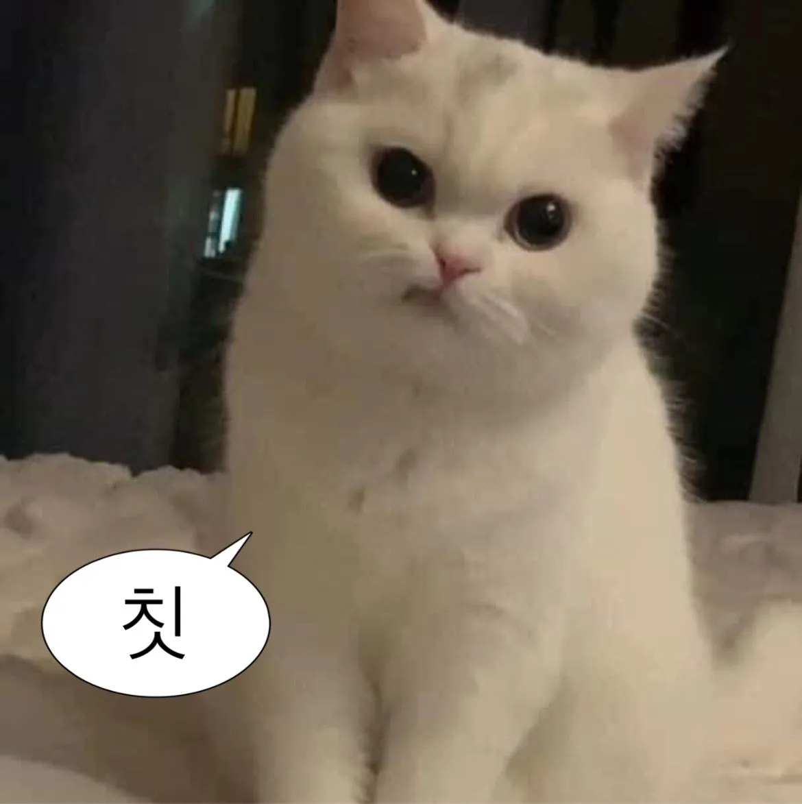 한일커플 ㅌㅁㅌㅁ보다 노리좌두 커플이 더 좋음 댓글 2
