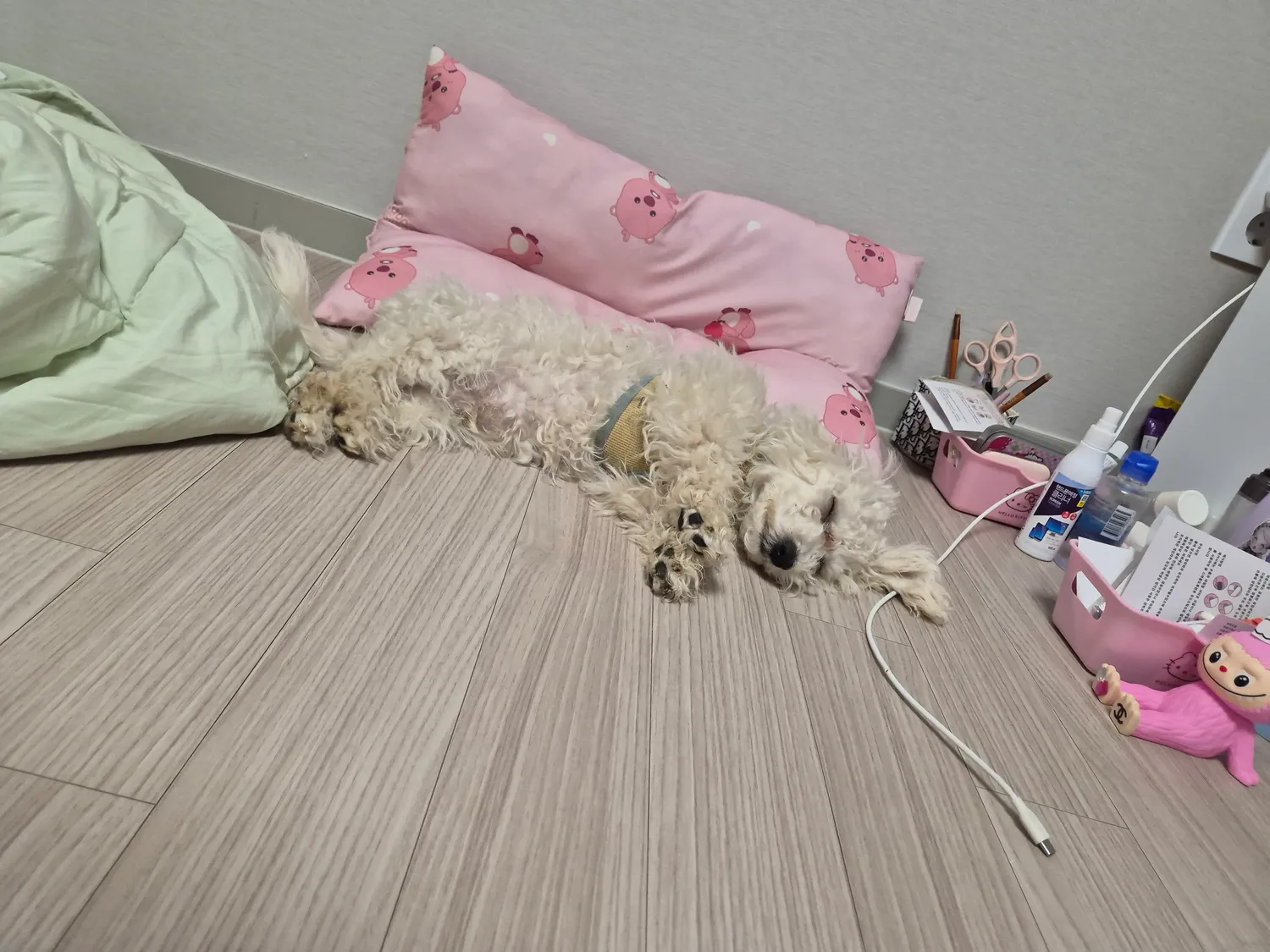우리 애기들 동금 흰동 검동2
