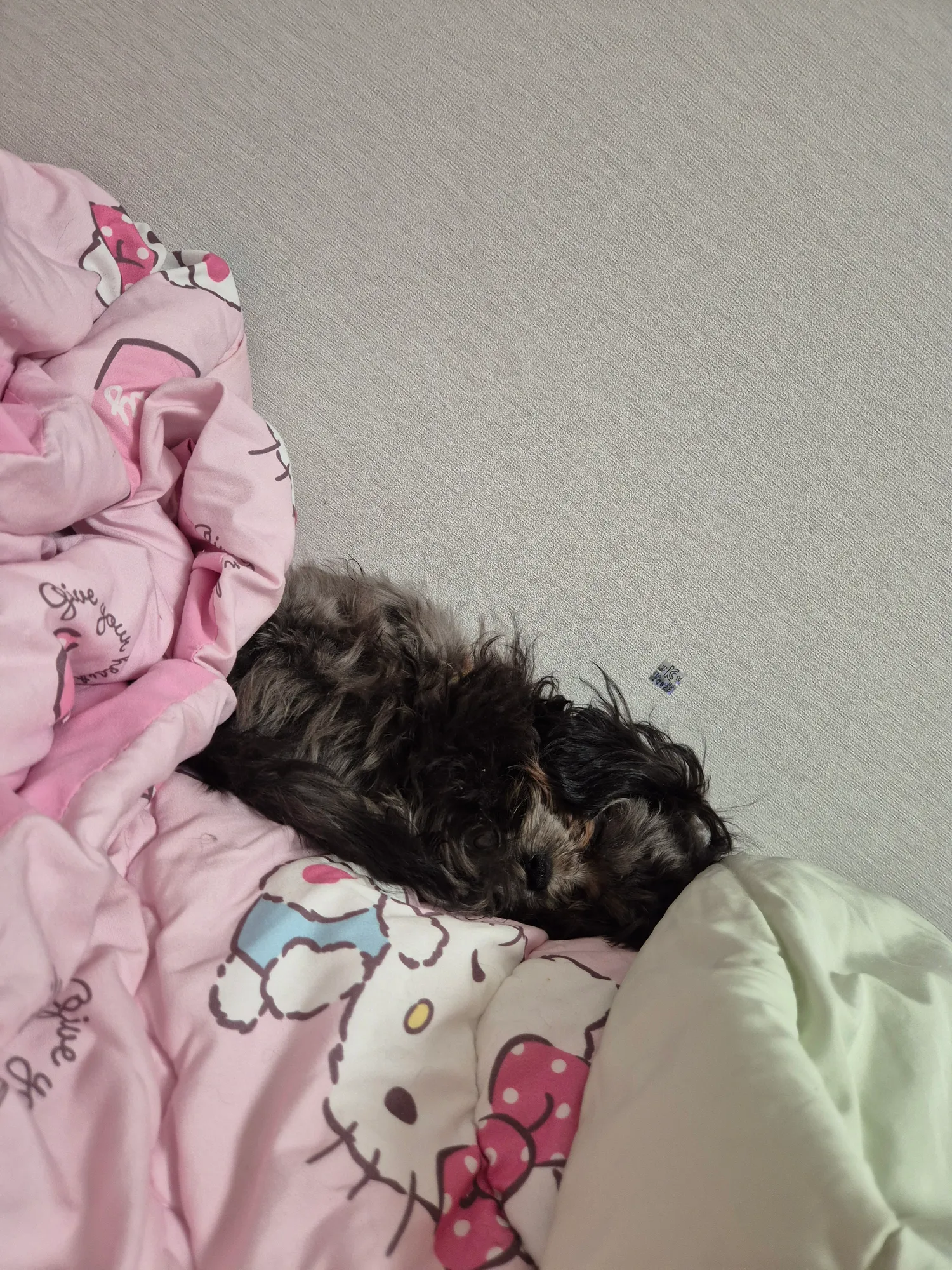 우리 애기들 동금 흰동 검동4