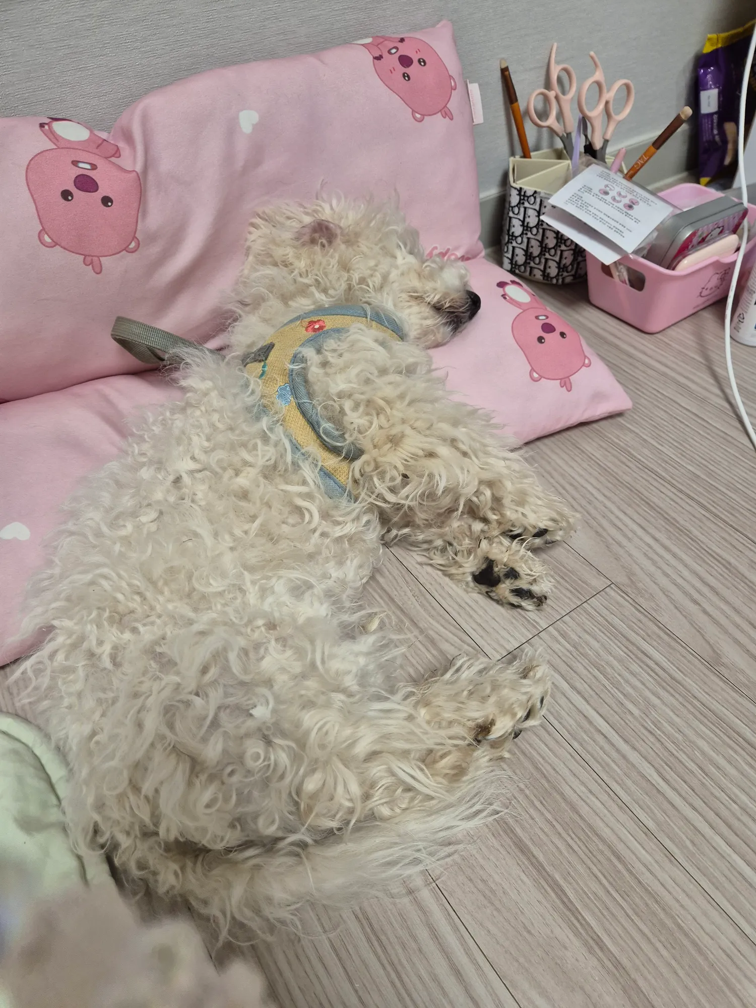 우리 애기들 동금 흰동 검동 댓글 2