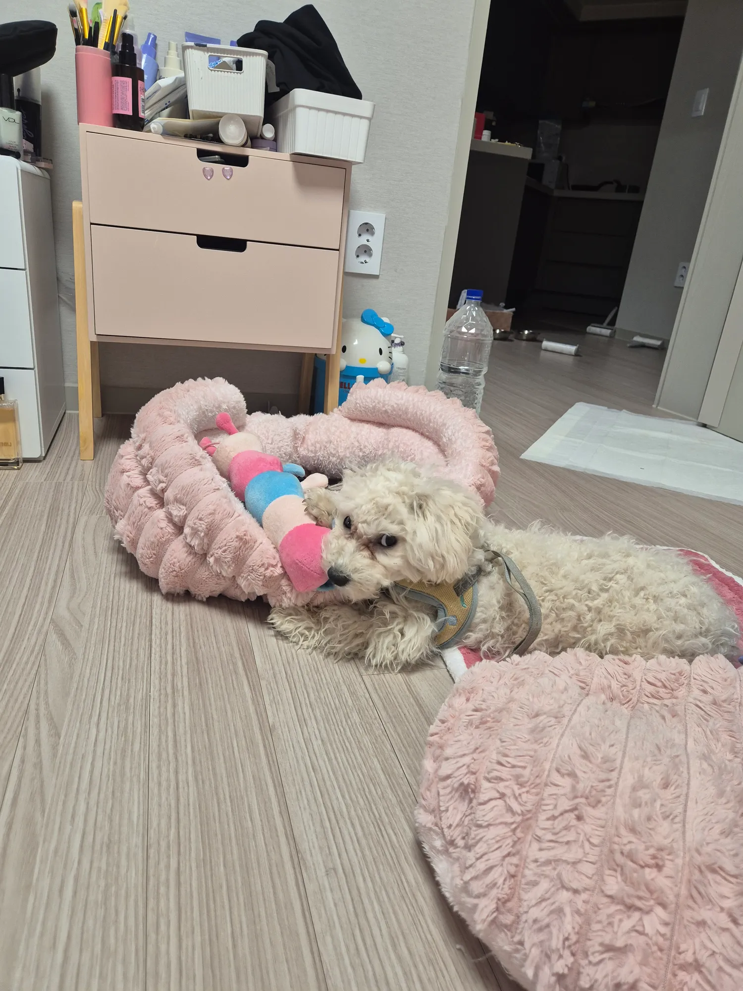 우리 애기들 동금 흰동 검동 댓글 8