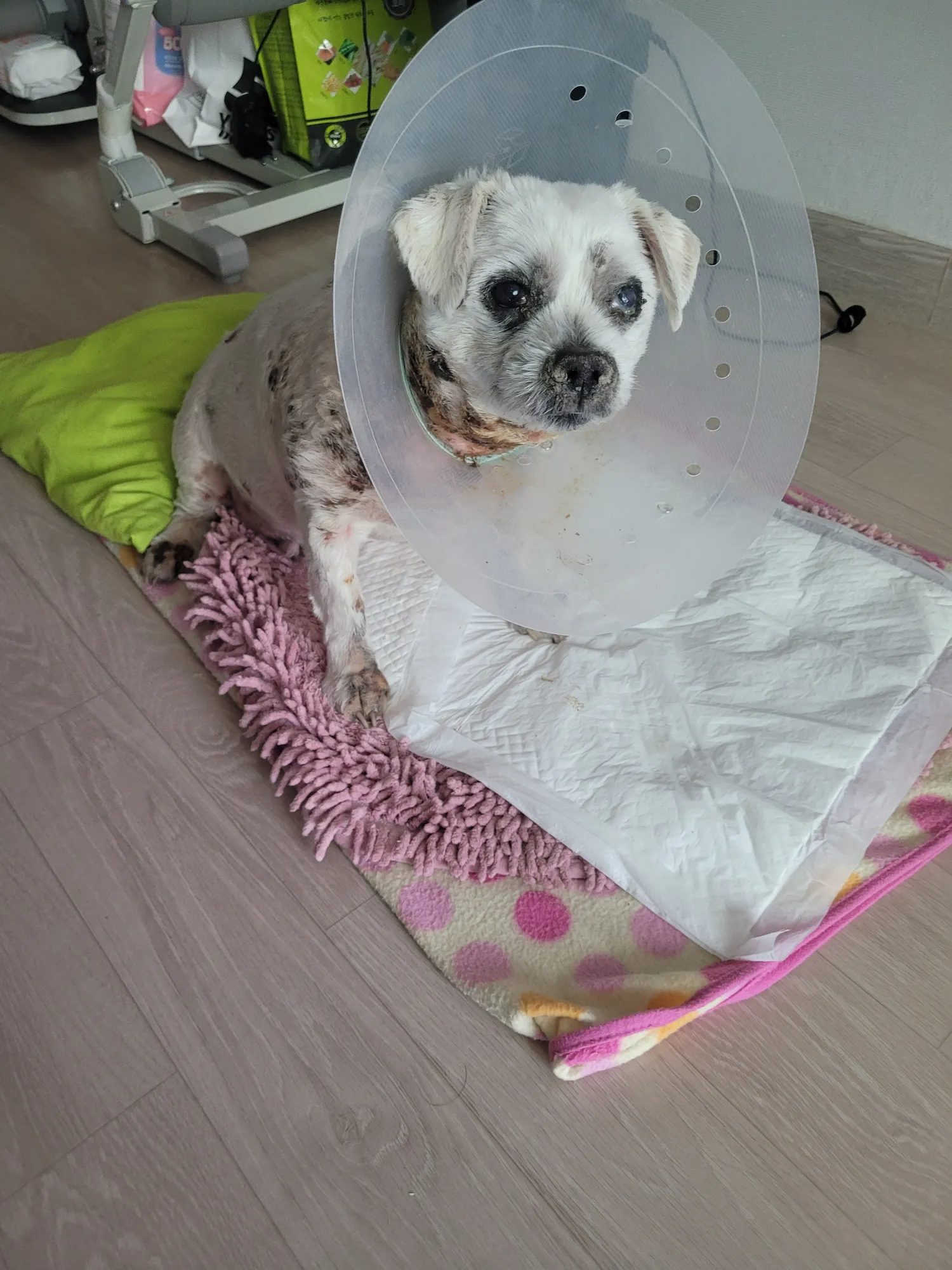인생은 고통의 연속. 태어나지않았다면...좋았을듯2